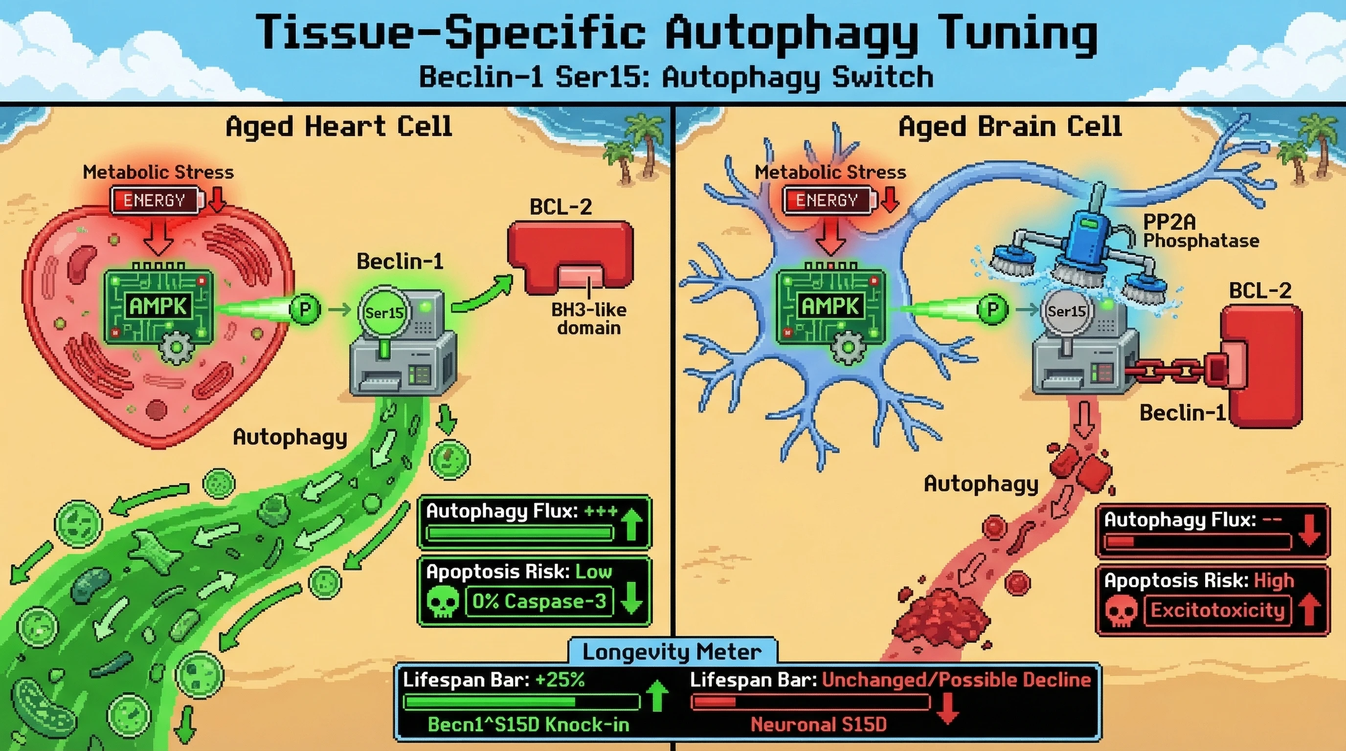 Infographic for: Tissue-Specific Phospho-Switch of Beclin-1 at Ser15 by AMPK Modulates BCL-2 Binding to Fine-Tune Autophagy vs Apoptosis in Aging Heart and Brain