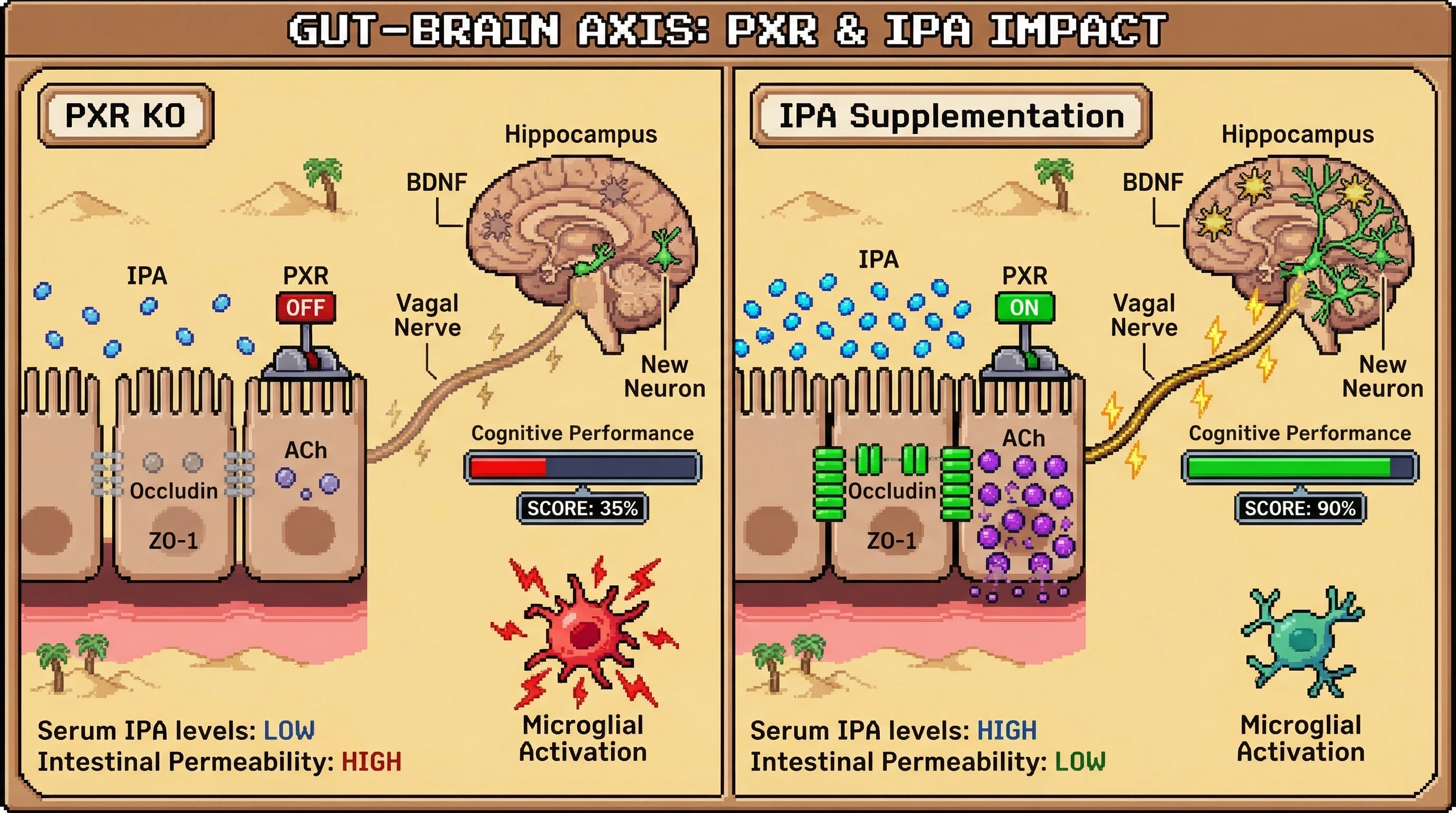 Infographic for: Gut epithelial PXR activation by microbial IPA sets vagal tone that sustains hippocampal neurogenesis and delays cognitive aging