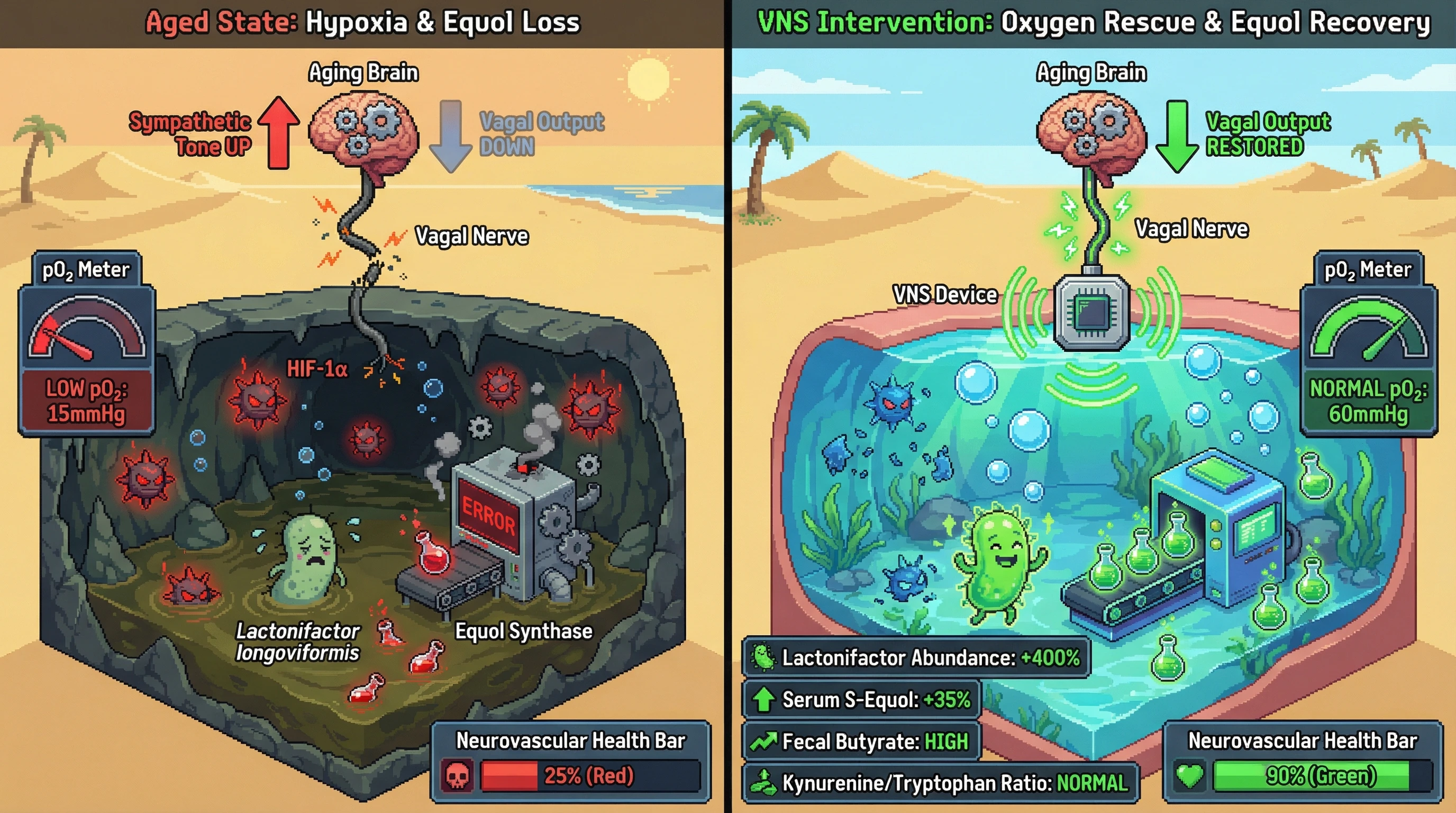 Infographic for: Neuroendocrine-driven gut mucosal hypoxia governs age-related loss of equol-producing bacteria and can be reversed by vagal stimulation