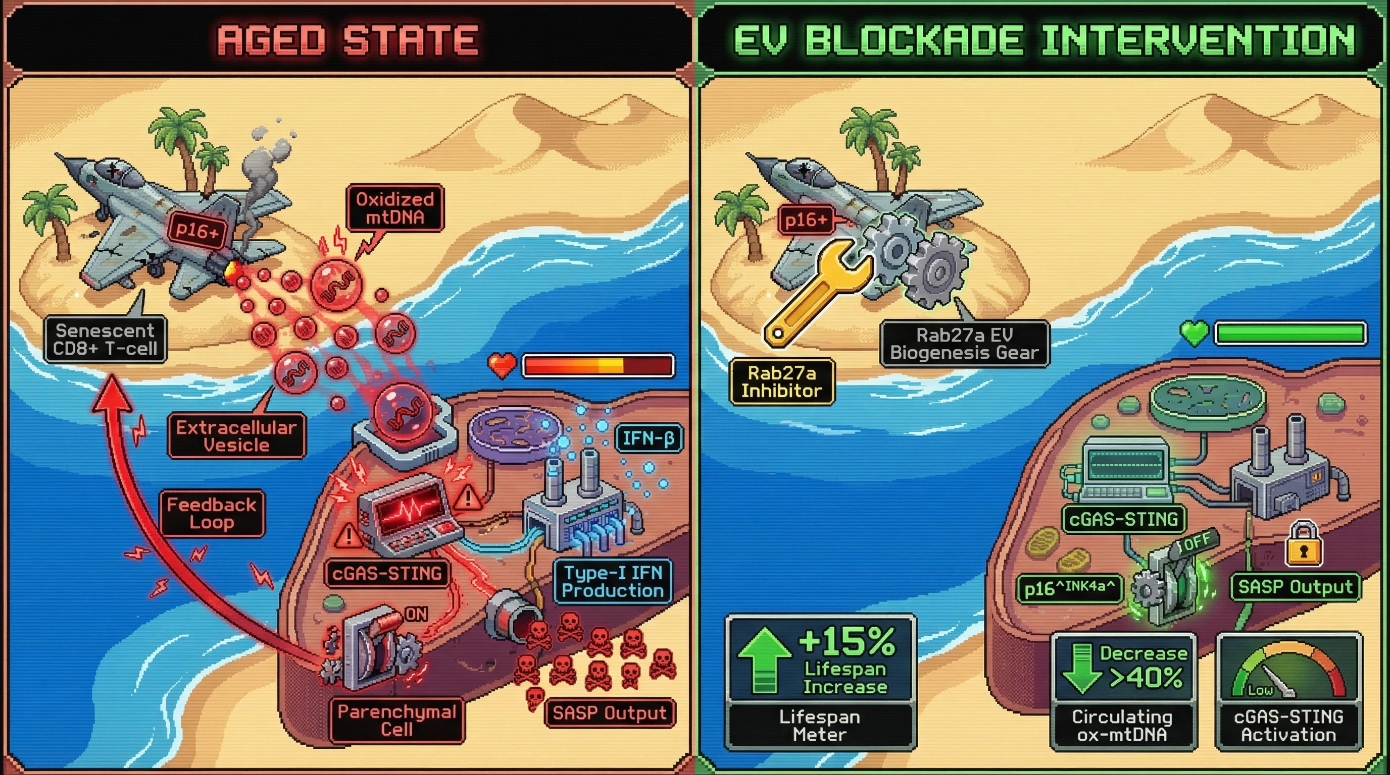 Infographic for: Immune‑EV‑Mediated Oxidized mtDNA Transfer Drives Paracrine Senescence via cGAS‑STING, and Its Blockade Slows Aging Independently of Senescent Cell Load