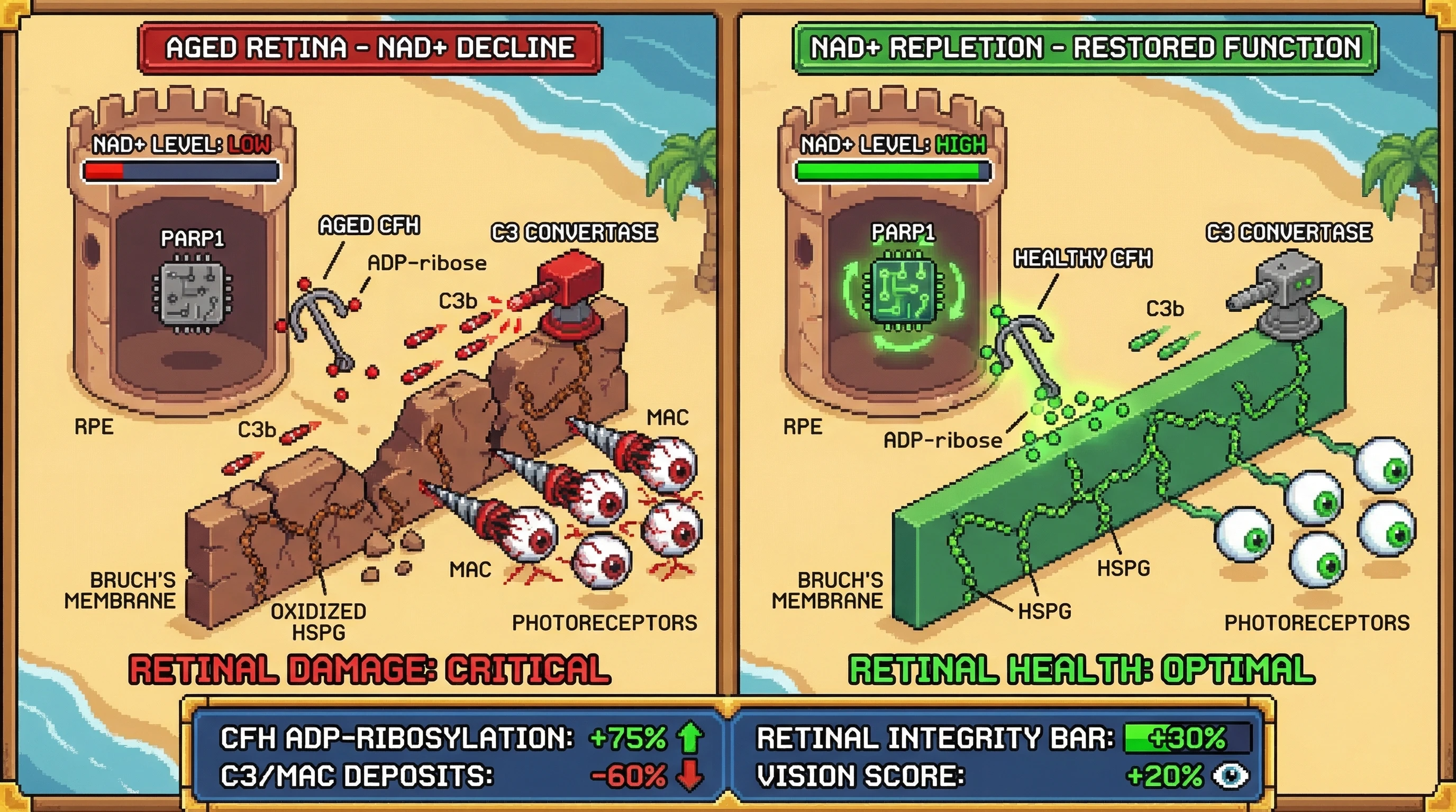 Infographic for: NAD+-Dependent ADP‑Ribosylation of Complement Factor H Anchors Its Protective Function in the Aging Retina