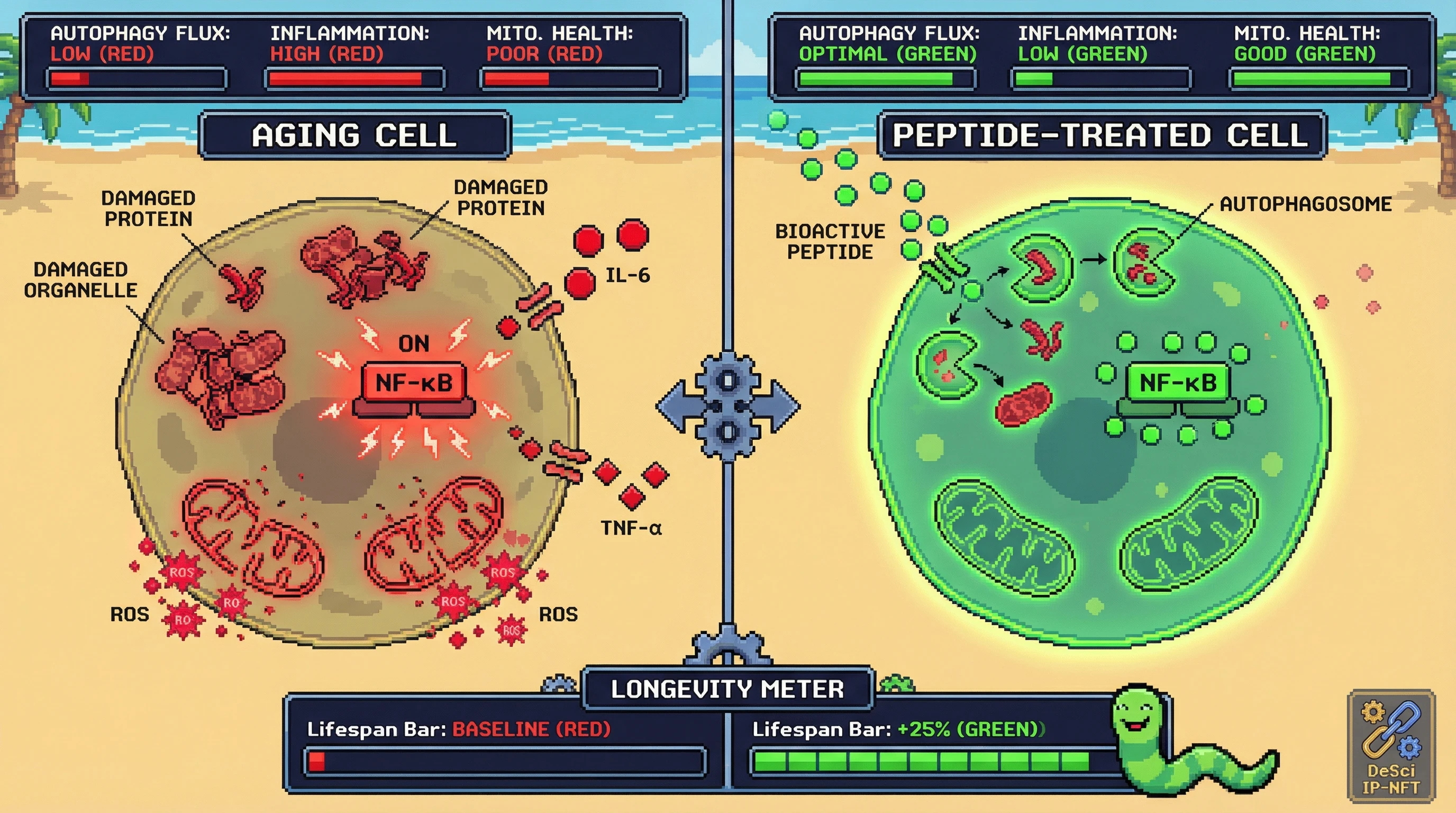 Mechanism: Bioactive peptides enhance cellular repair by upregulating autophagy, inhibit NF-κB signaling to reduce inflammation, and improve mitochondrial function. Readout: Readout: This leads to increased cellular health, decreased inflammatory markers, and a simulated +25% increase in organismal lifespan.