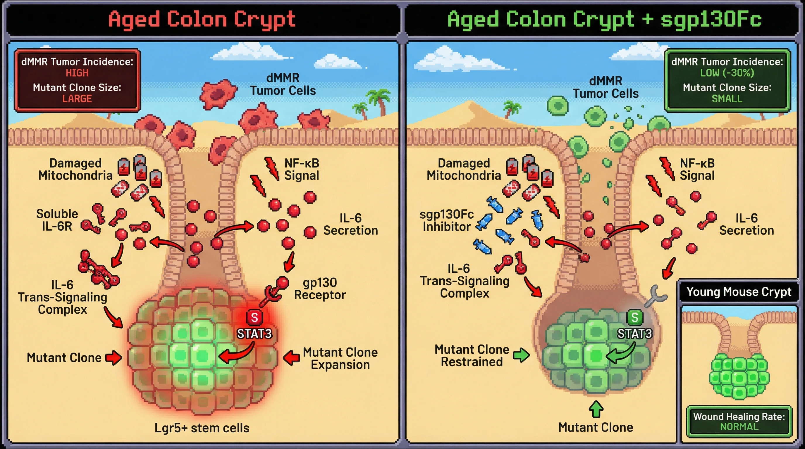 Mechanism: Chronic IL-6 trans-signaling, fueled by age-related mitochondrial dysfunction, drives mutant stem cell clone expansion and dMMR tumors in aged colon crypts. Readout: Readout: Inhibiting IL-6 trans-signaling with sgp130Fc reduces dMMR tumor incidence by over 30% and restrains mutant clone size without impairing early-life wound healing.