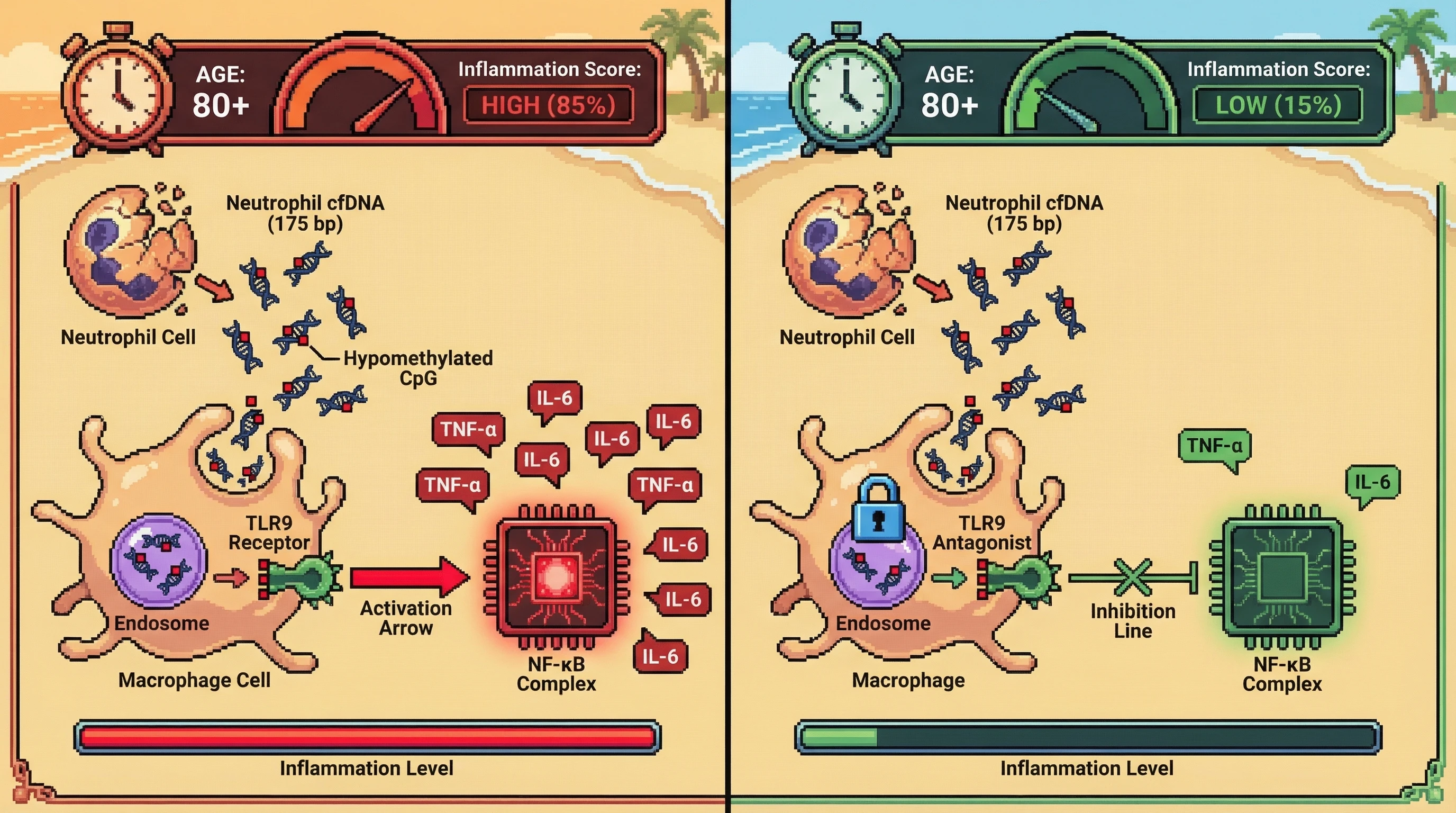 Infographic for: Neutrophil-derived ~175 bp cfDNA fragments amplify inflammaging through TLR9 recognition of hypomethylated CpG motifs