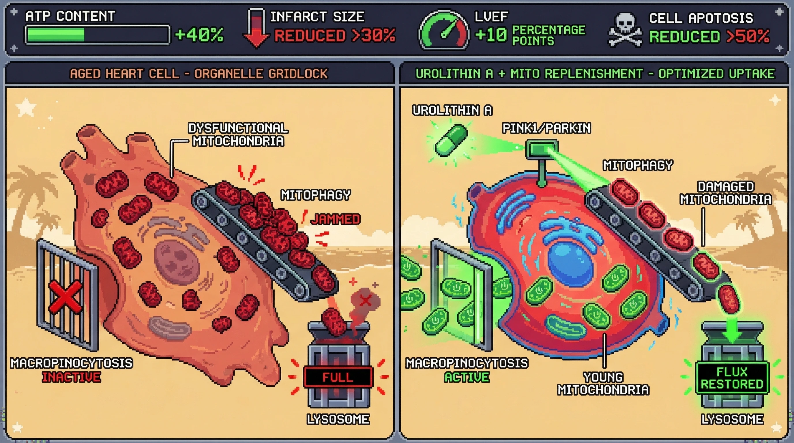 Mechanism: Urolithin A pre-treatment reactivates mitophagy, clearing dysfunctional mitochondria and restoring macropinocytosis capacity in aged heart cells, enabling successful uptake of young mitochondria. Readout: Readout: This leads to a 40% increase in ATP, 30% reduction in infarct size, 10 percentage point increase in LVEF, and 50% reduction in apoptosis.