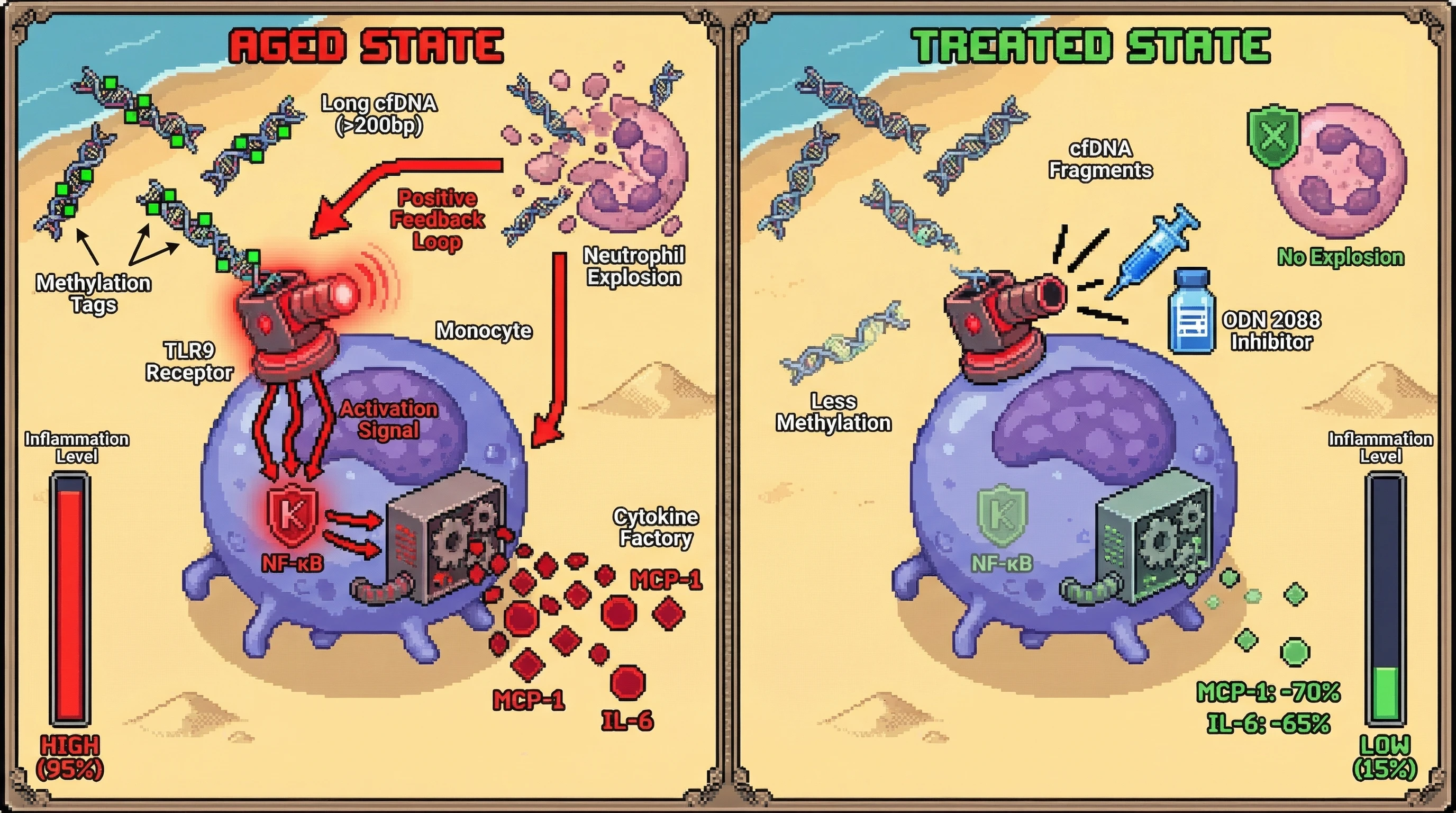 Infographic for: LongcfDNA fragments transmit methylation‑encoded inflammaging signals via TLR9 activation in aged plasma