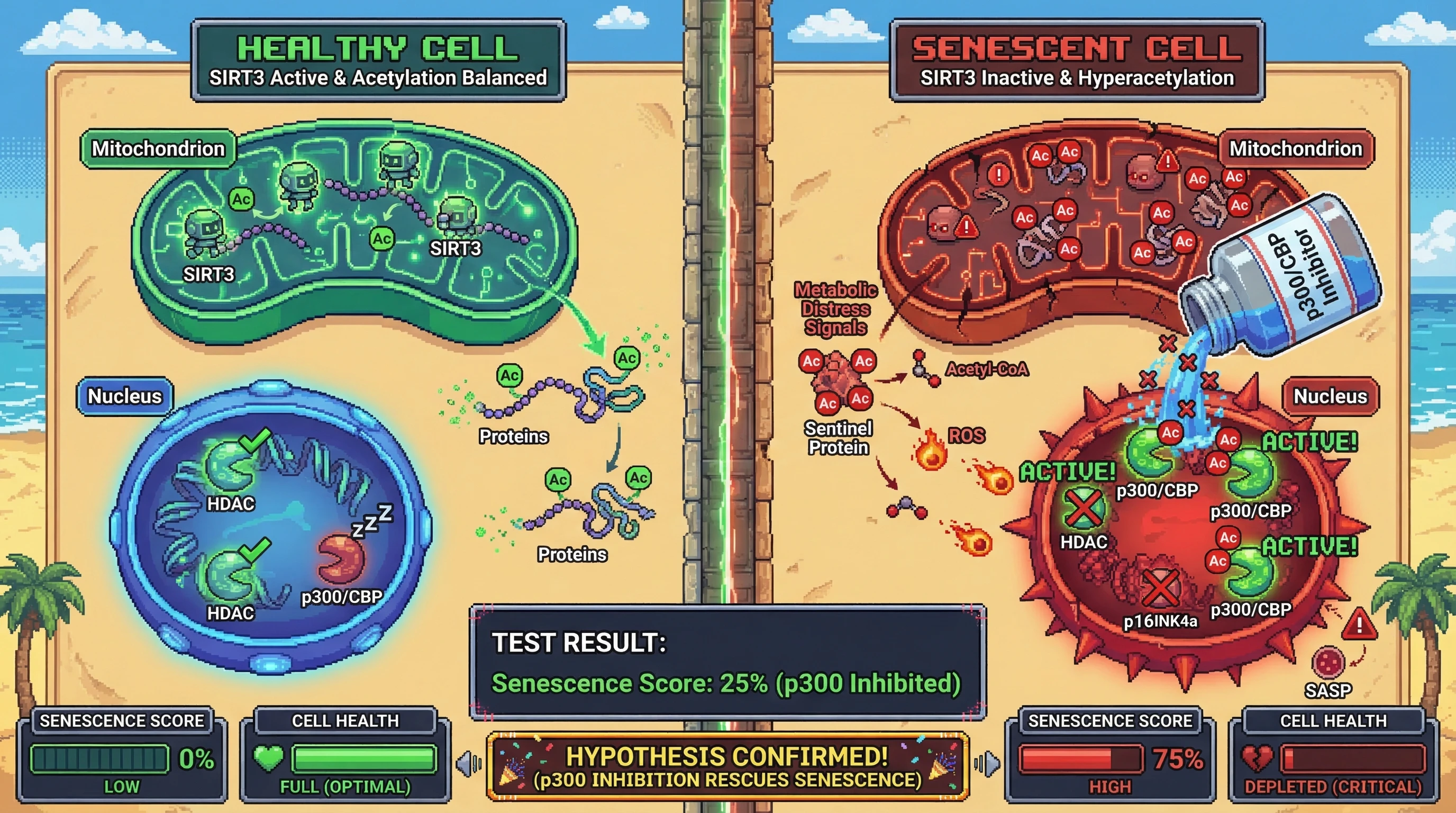 Infographic for: The Acetyl-Metabolic Retrograde Signaling Hypothesis: Hyperacetylation as a Mitochondrial Distress Signal Inducing Nuclear Senescence