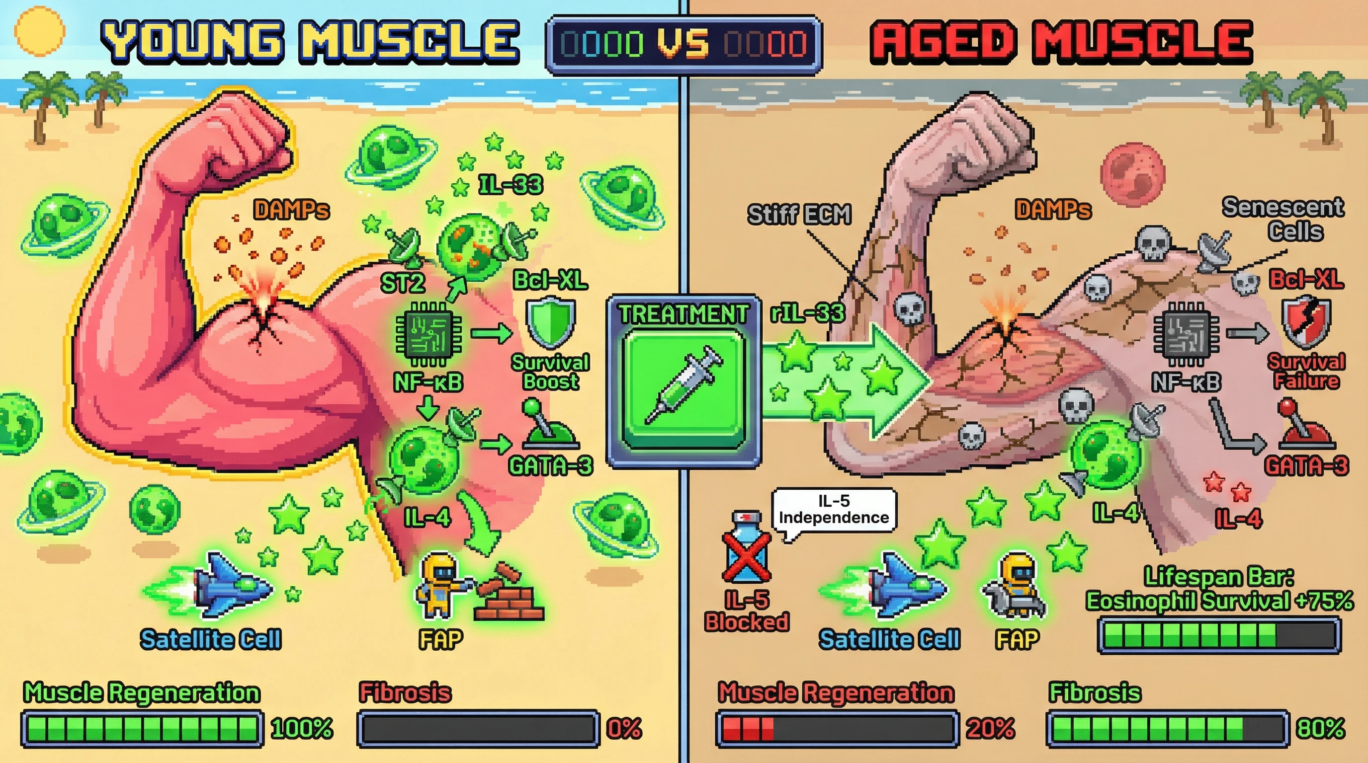 Infographic for: Eosinophil-derived IL-33 creates a local IL-5‑independent survival niche that preserves tissue‑resident eosinophils in aged skeletal muscle