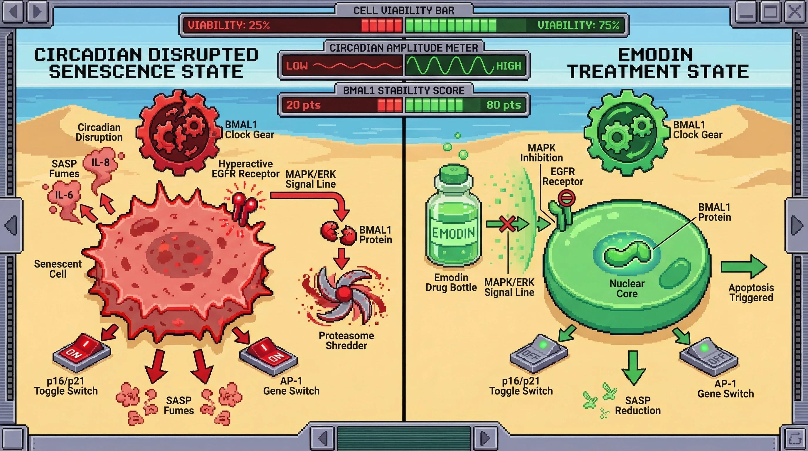 Infographic for: Emodin as a Circadian‑Sensitized Senolytic that Restores BMAL1 Stability via MAPK Inhibition