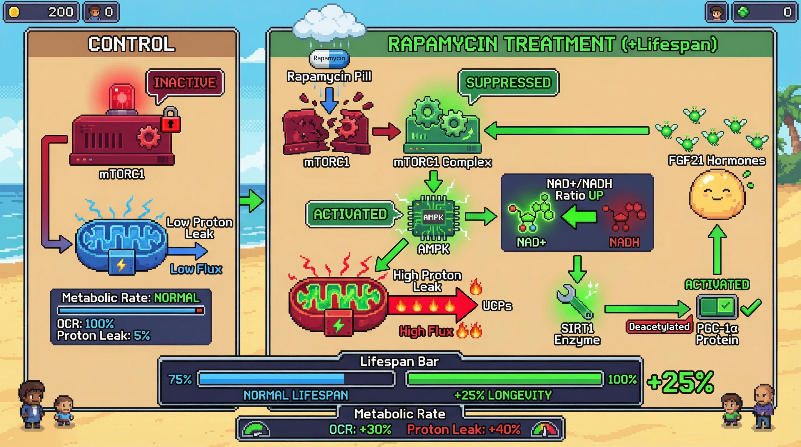 Infographic for: Rapamycin’s Lifespan Effects Depend on Drug‑Induced Mitochondrial Uncoupling Mimicking Cold Stress