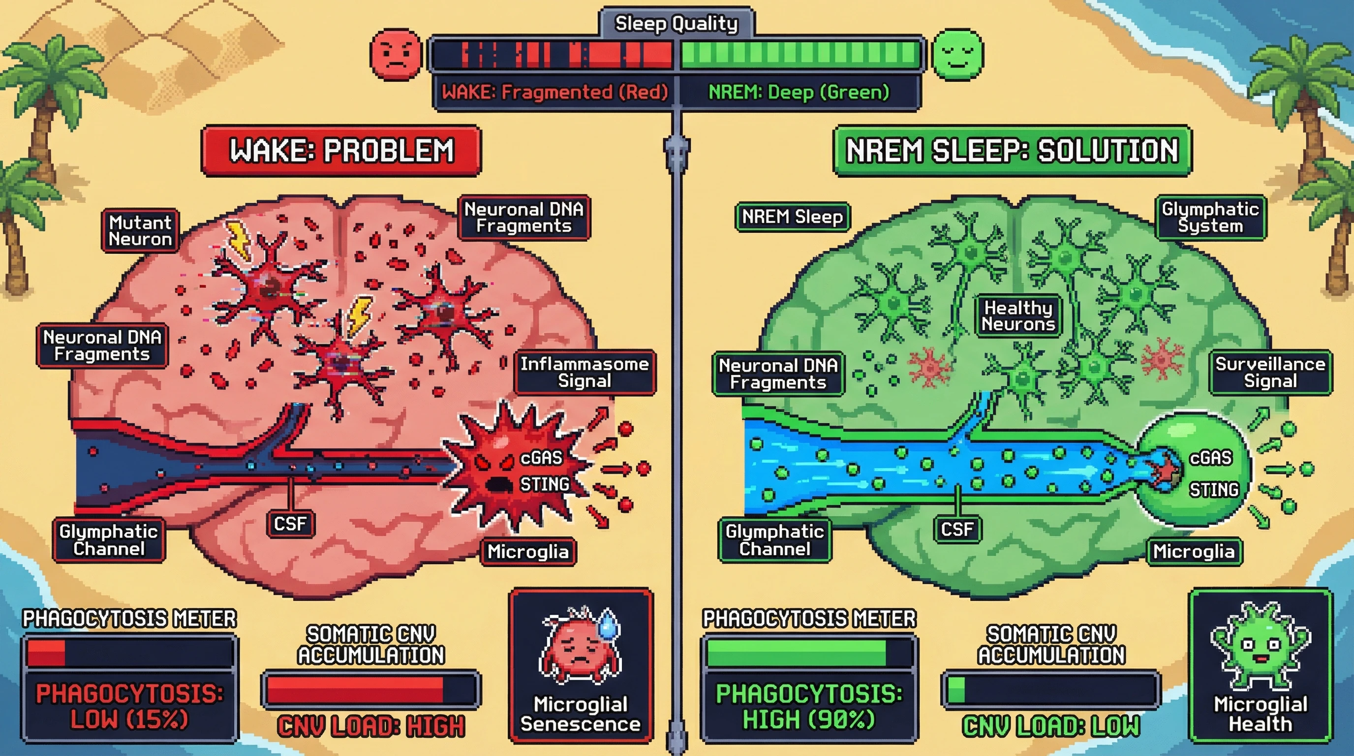 Infographic for: Sleep-Dependent Glymphatic Transport of Neuronal DNA Fragments Enables Microglial cGAS-STING-Mediated Surveillance and Elimination of Somatically Mutant Neurons
