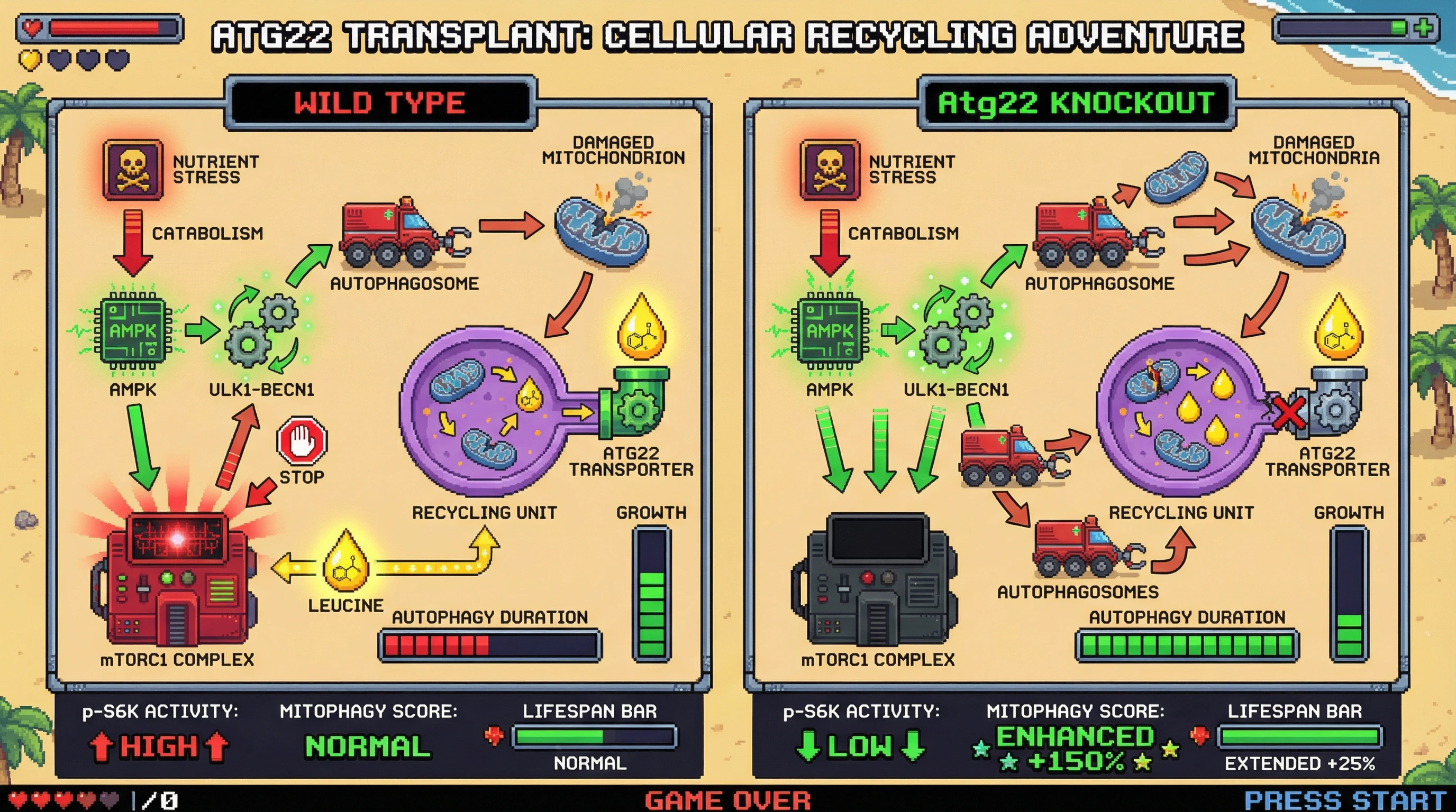 Infographic for: Autophagy as a Signal-Driven Resource Allocation Switch: Testing Whether mTORC1 Reactivation Limits Longevity Benefits