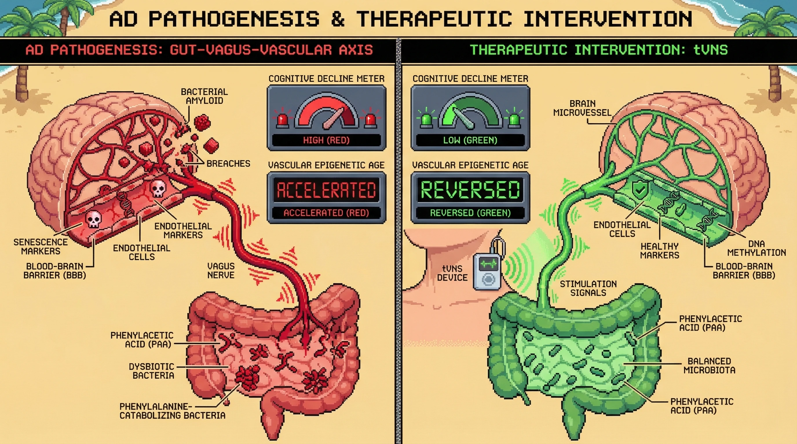 Infographic for: The Gut-Vagus-Vascular Axis: Is Alzheimer's Initiated by Microbial Metabolites Accelerating Endothelial Epigenetic Aging?