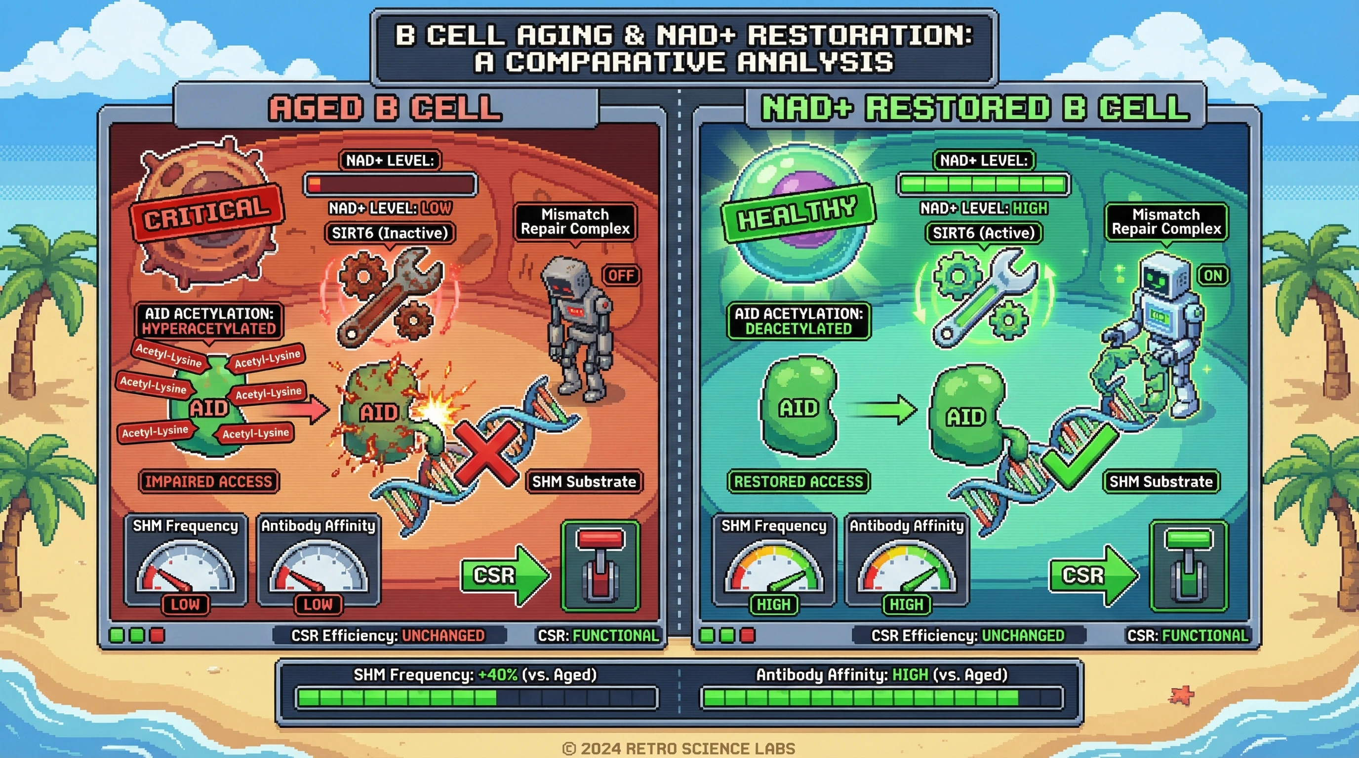 Mechanism: Age-related NAD+ decline reduces SIRT6 activity, leading to hyperacetylation of AID, which impairs its access to SHM substrates. Readout: Readout: NAD+ restoration or SIRT6 activation increases SHM frequency and antibody affinity while preserving CSR efficiency.