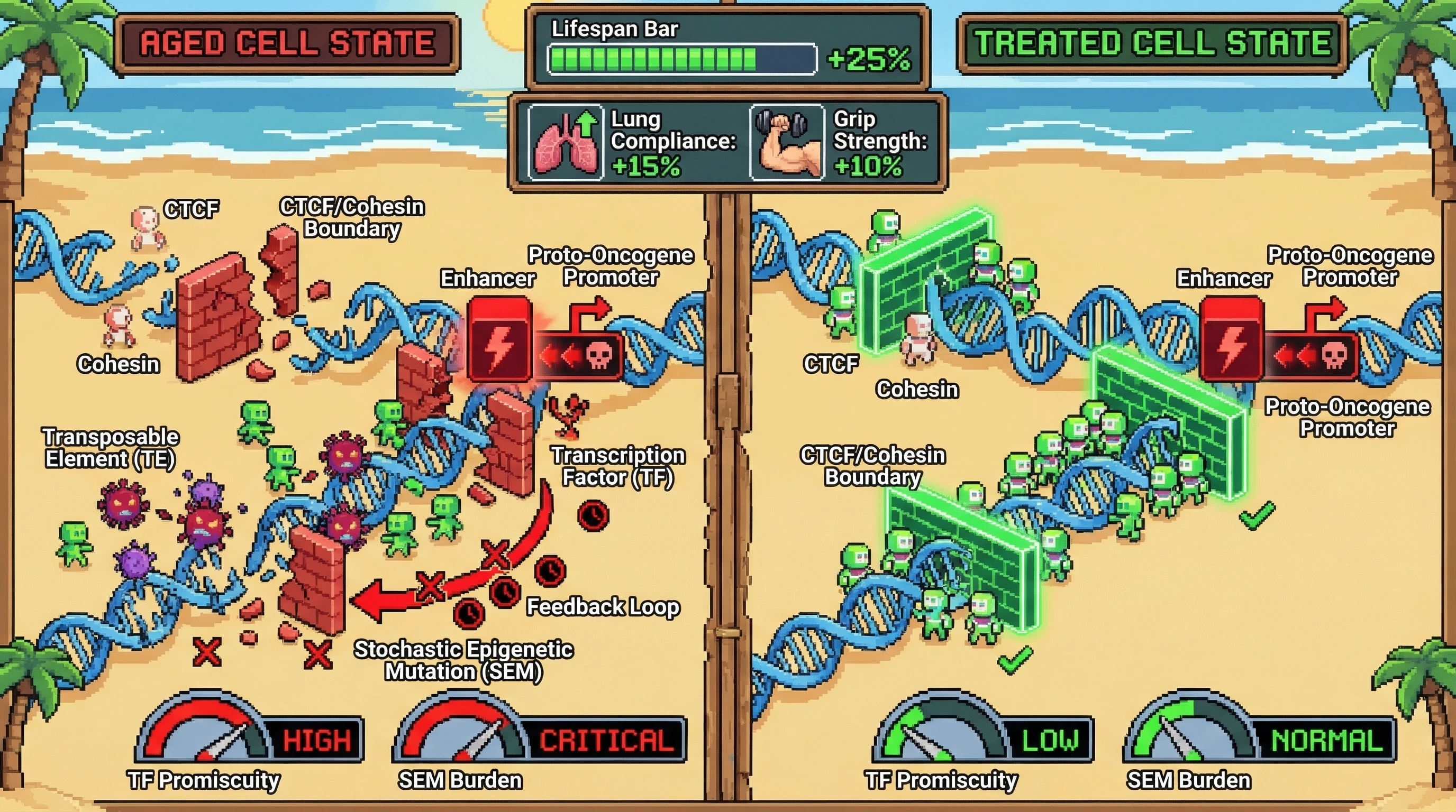 Infographic for: Boundary Element Erosion Drives Age-Associated Transcription Factor Promiscuity and Stochastic Epigenetic Mutation Accumulation
