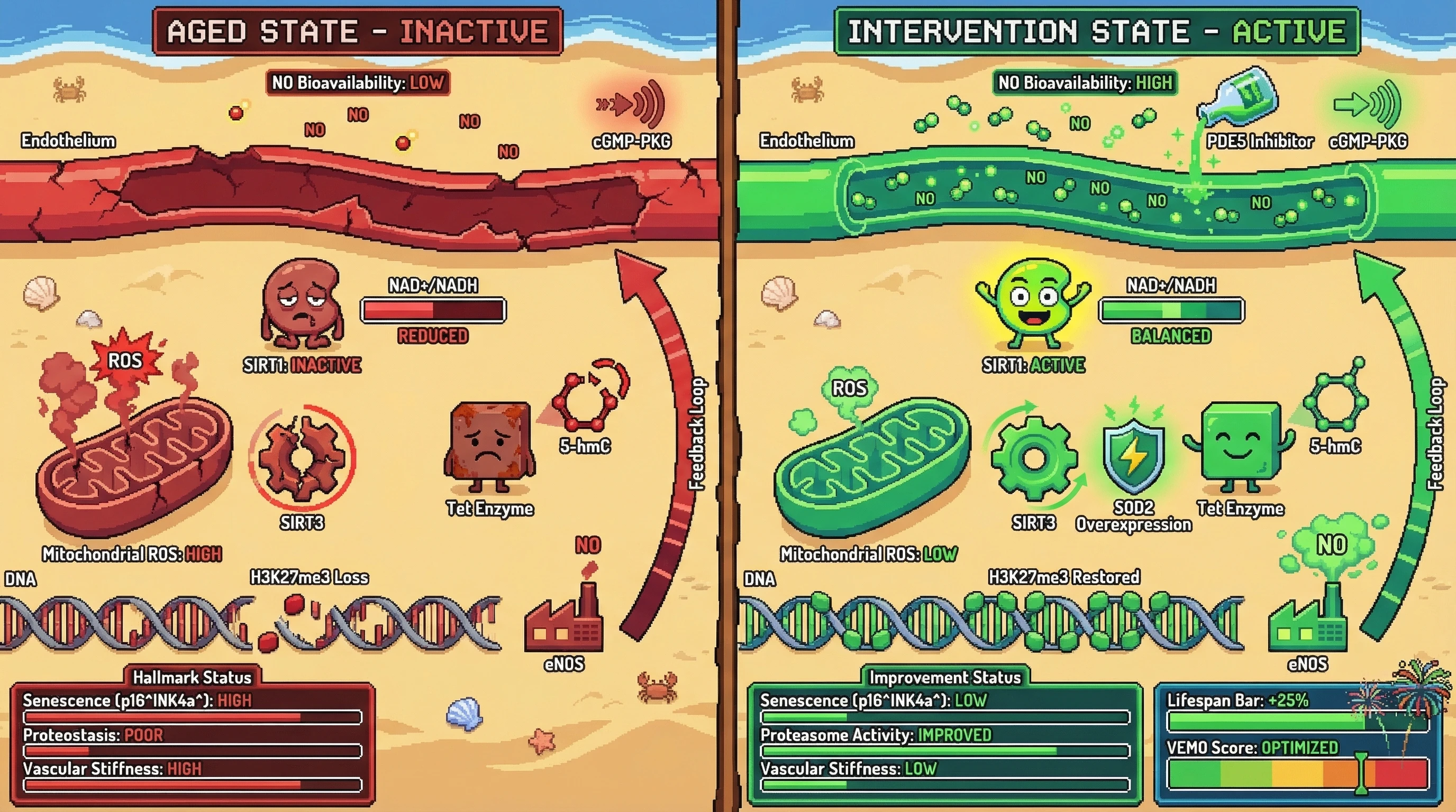 Infographic for: Vascular-Epigenetic Metabolic Oscillator as a Distributed Driver of Aging Hallmarks