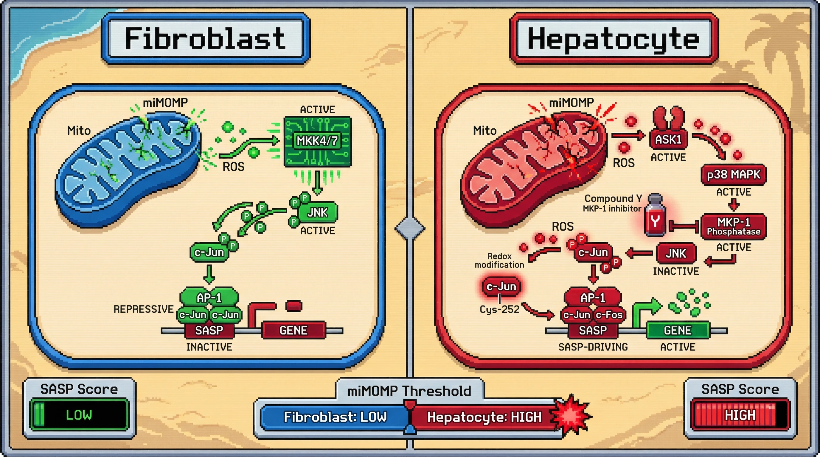 Mechanism: miMOMP-driven ROS bursts modify AP-1 subunits, shifting them from repressive homodimers to SASP-driving heterodimers. Readout: Readout: Hepatocytes require a higher miMOMP threshold for SASP onset compared to fibroblasts, a process regulated by MKP-1 activity.