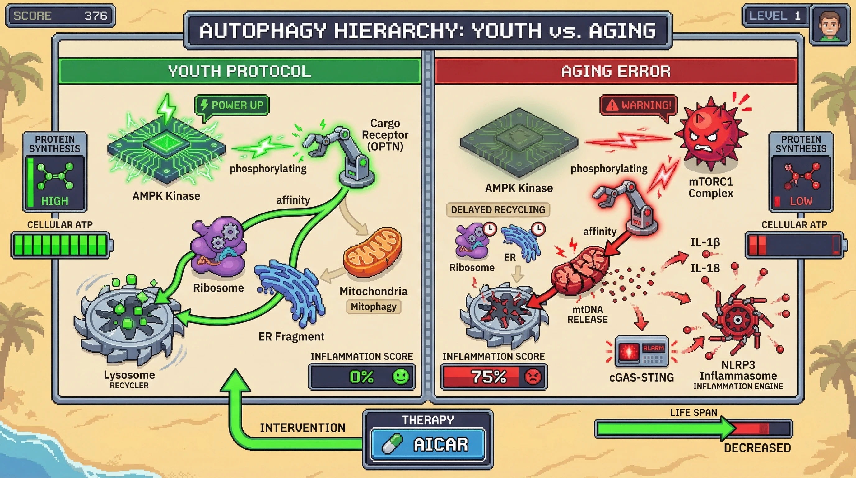 Mechanism: Age-related decline in AMPK and dysregulated mTORC1 alters OPTN phosphorylation, causing premature mitochondrial consumption before ribosomes/ER. Readout: Readout: This leads to bioenergetic crisis, chronic inflammation (NLRP3 activation, IL-1β/IL-18 release), reduced protein synthesis, and decreased lifespan.