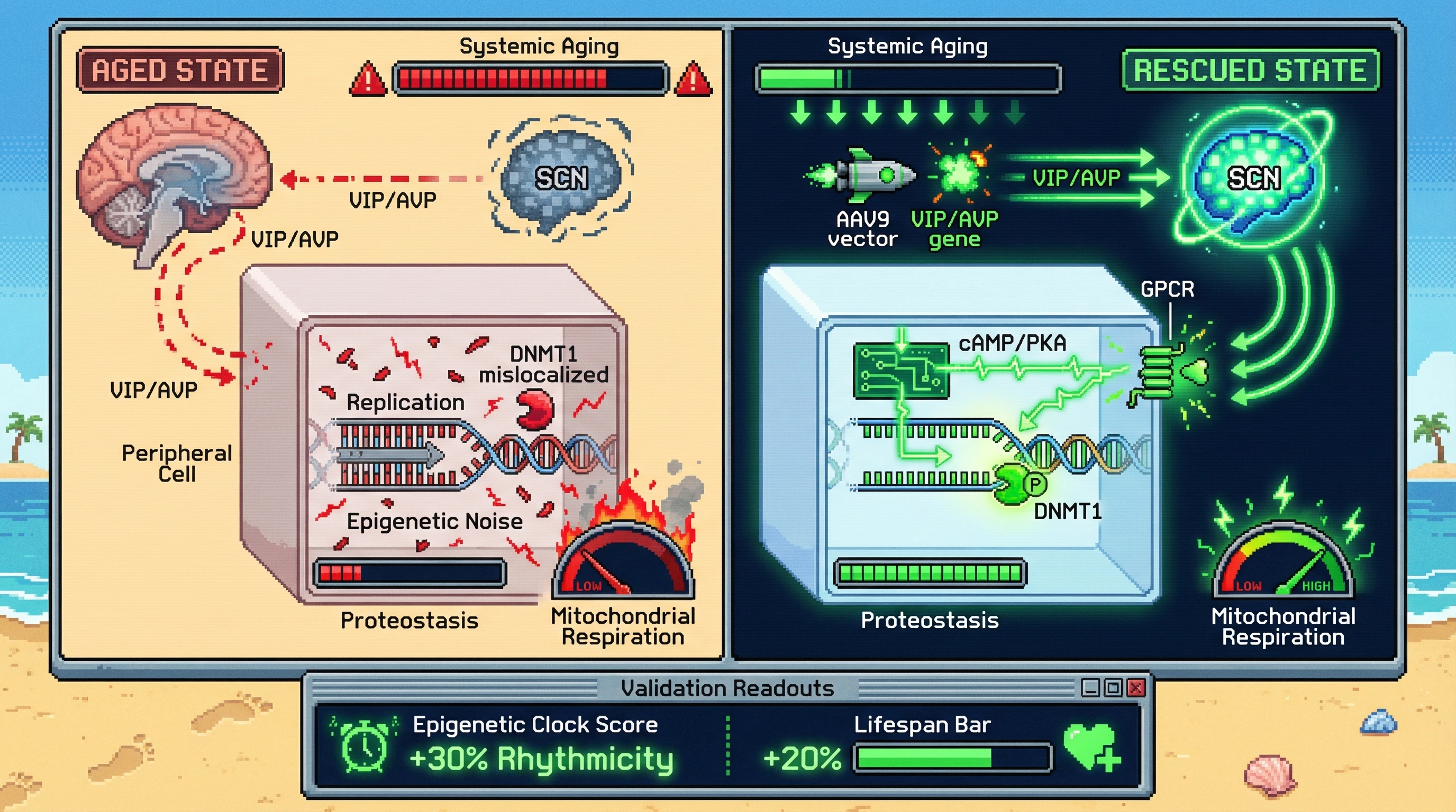 Infographic for: Hypothalamic Circadian Epigenetic Controller Drives Systemic Aging