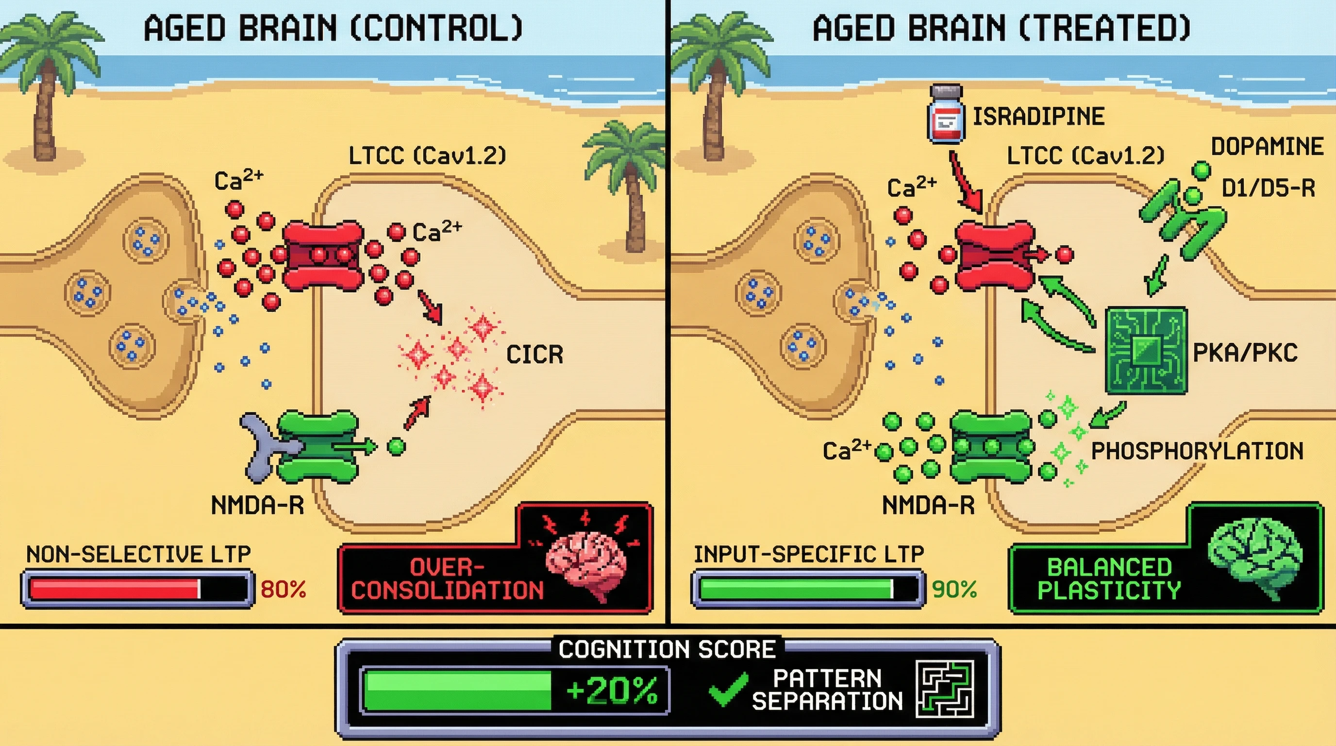 Infographic for: Hypothesis: Intermittent low‑dose L‑type calcium channel blockade combined with novelty‑driven dopaminergic signaling restores input‑specific hippocampal plasticity in aging