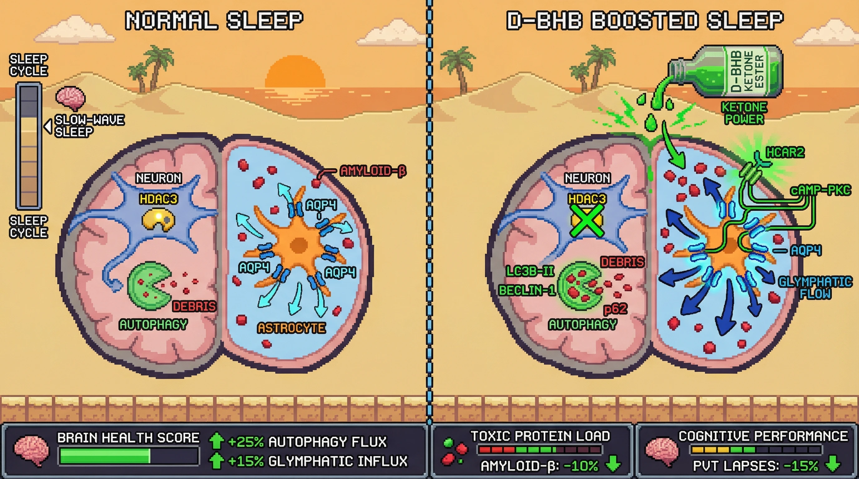 Infographic for: Timed Ketone Boost at Sleep Onset Amplifies HDAC3‑Dependent Autophagy and Glymphatic Clearance to Protect Brain Health