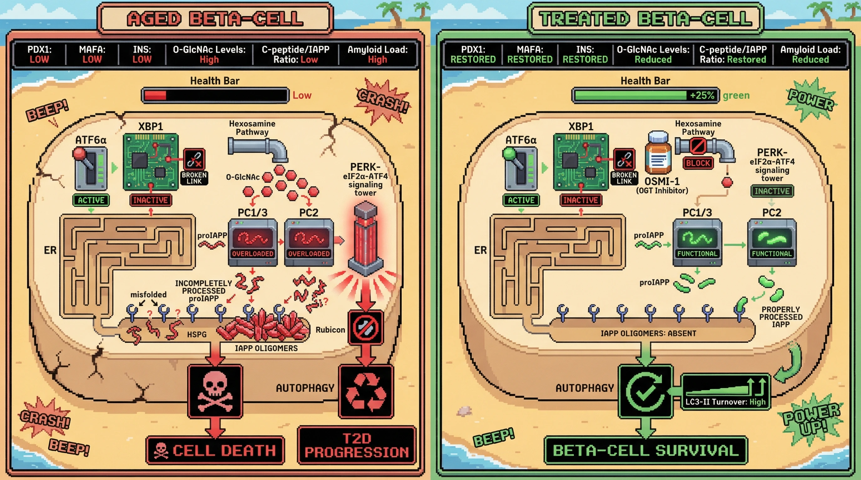 Infographic for: Age‑dependent uncoupling of ATF6α and XBP1 drives proIAPP misprocessing and amyloid nucleation via O‑GlcNAcylation of β‑cell convertases