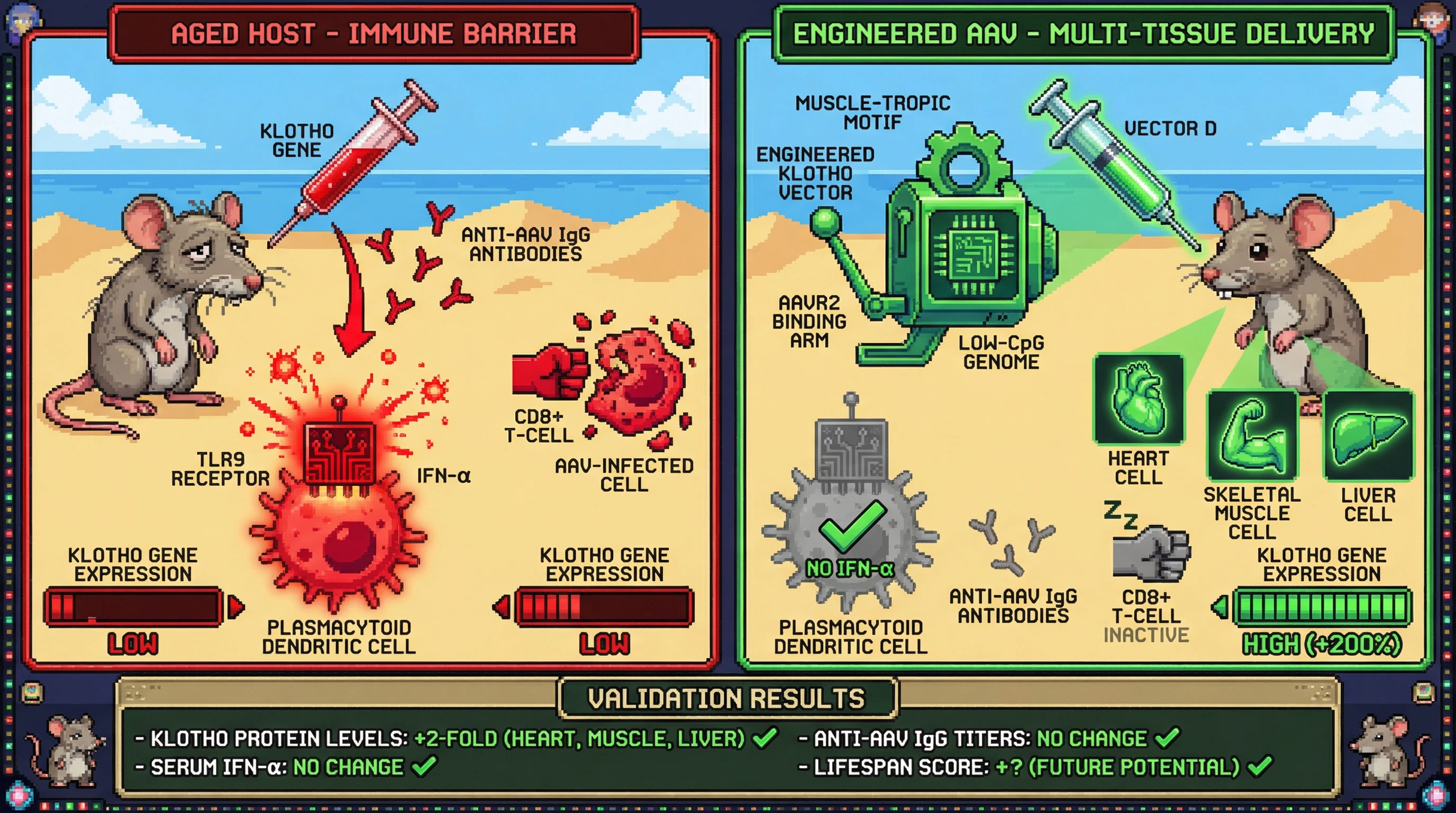Infographic for: A Dual‑Target AAV Capsid Low‑CpG Synthetic Promoter System for Safe Multi‑Tissue Klotho Delivery in Aged Mice