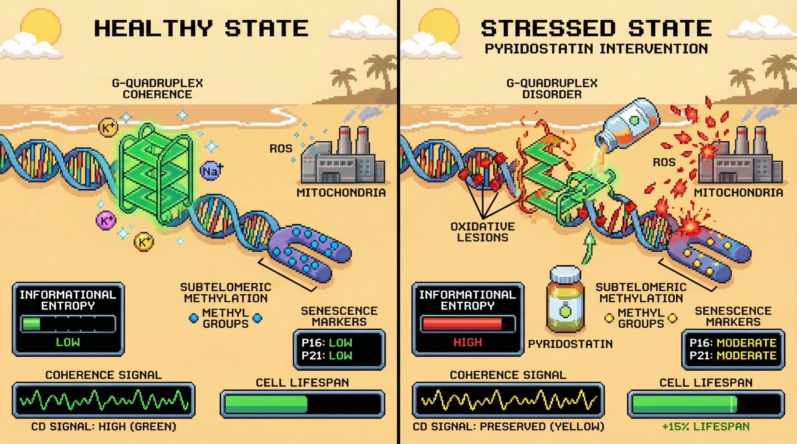 Mechanism: Telomeric G-quadruplexes sense mitochondrial ROS-driven entropy; their coherence collapse triggers subtelomeric epigenetic remodeling and senescence. Readout: Readout: Pyridostatin intervention preserves G-quadruplex coherence and attenuates methylation shifts, leading to increased cell lifespan.