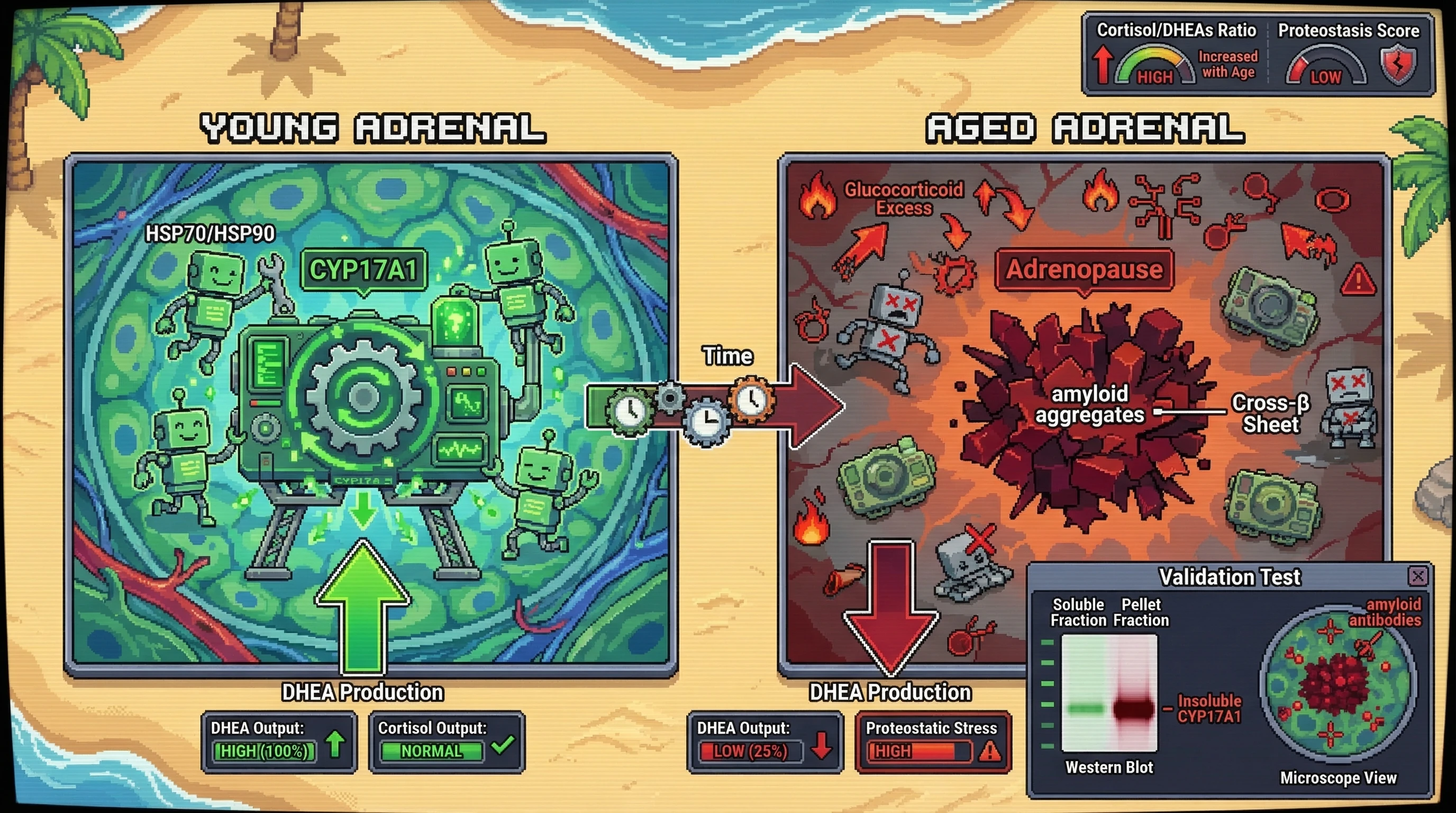 Infographic for: Aggregative sequestration of CYP17A1 as a protective trade‑off driving adrenopause