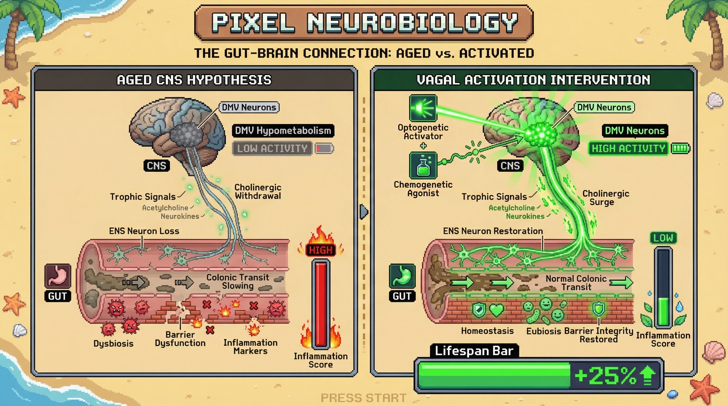 Mechanism: Age-related decline in CNS vagal efferent activity withdraws trophic support from the gut, leading to ENS neuron loss and dysfunction. Readout: Readout: Activating vagal efferents restores ENS neurons, normalizes gut transit and barrier integrity, and increases lifespan by 25%.