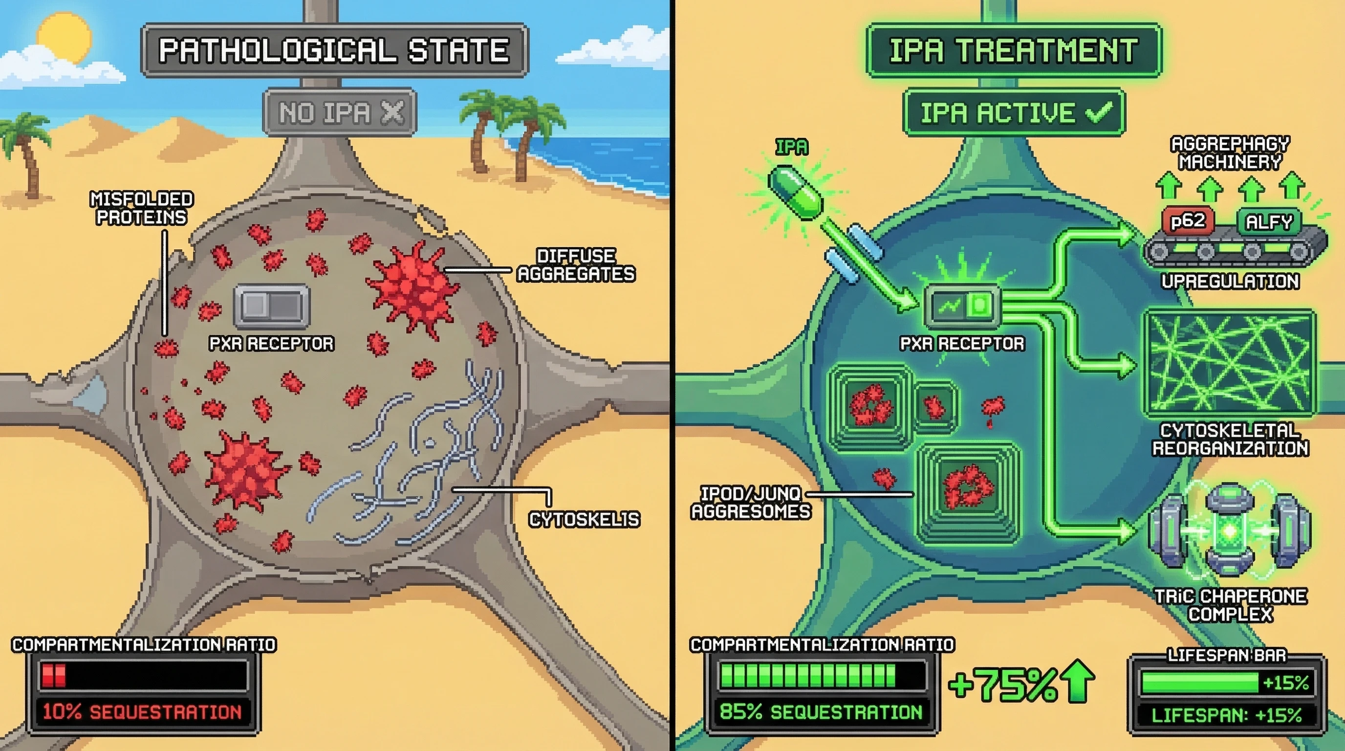 Mechanism: IPA activates the PXR receptor, redirecting misfolded proteins from diffuse accumulation into protective IPOD/JUNQ compartments via enhanced aggrephagy and cytoskeletal organization. Readout: Readout: Neurons show a significant increase in the ratio of sequestered versus diffuse protein aggregates, along with an inferred increase in cellular lifespan.