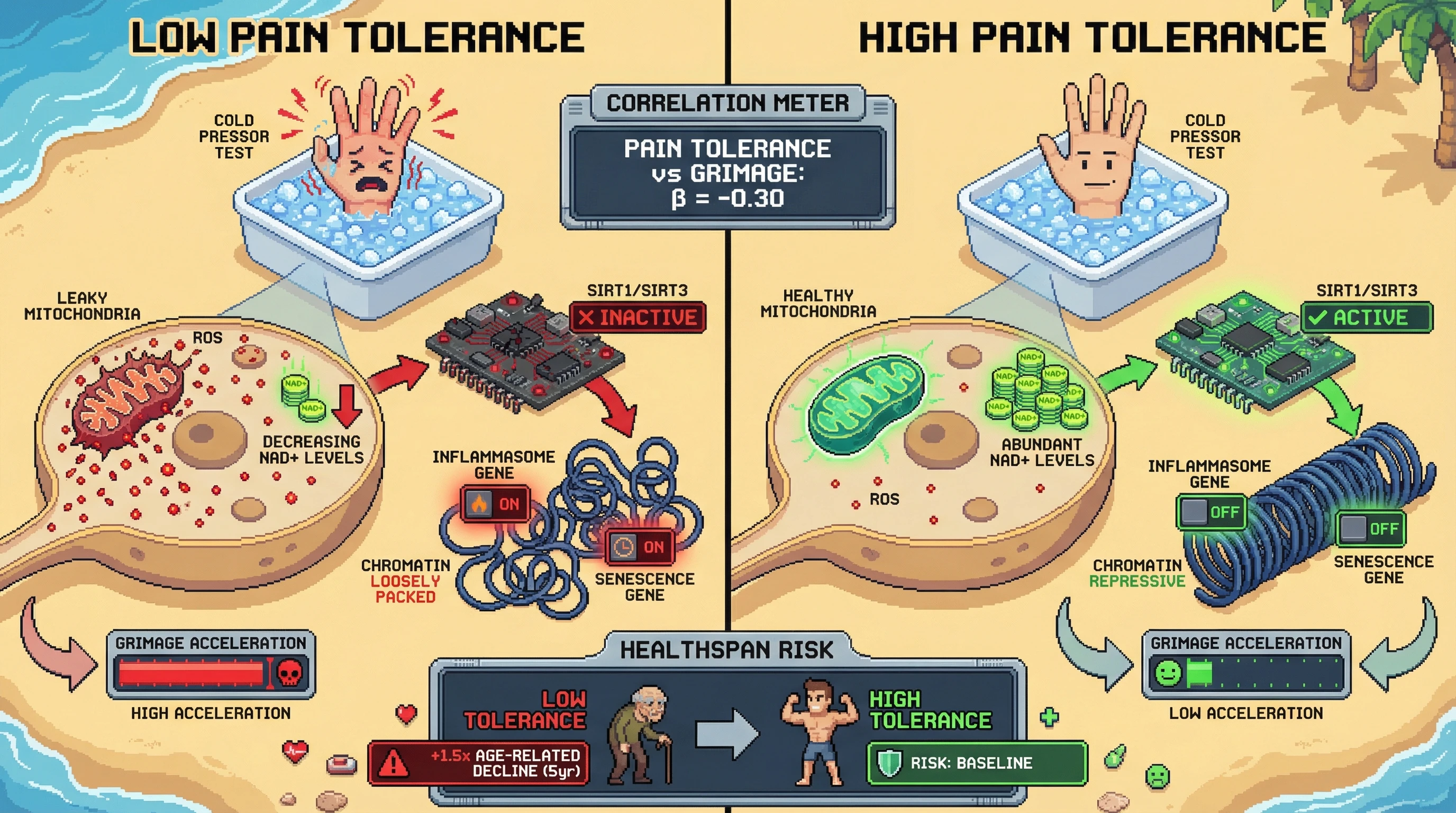 Mechanism: Lower pain tolerance correlates with increased mitochondrial ROS in neurons, depleting NAD+ and inactivating SIRT1/3, leading to epigenetic dysregulation of inflammasome and senescence genes. Readout: Readout: Individuals with low pain tolerance show accelerated GrimAge and a 1.5-fold higher risk of age-related decline over five years.