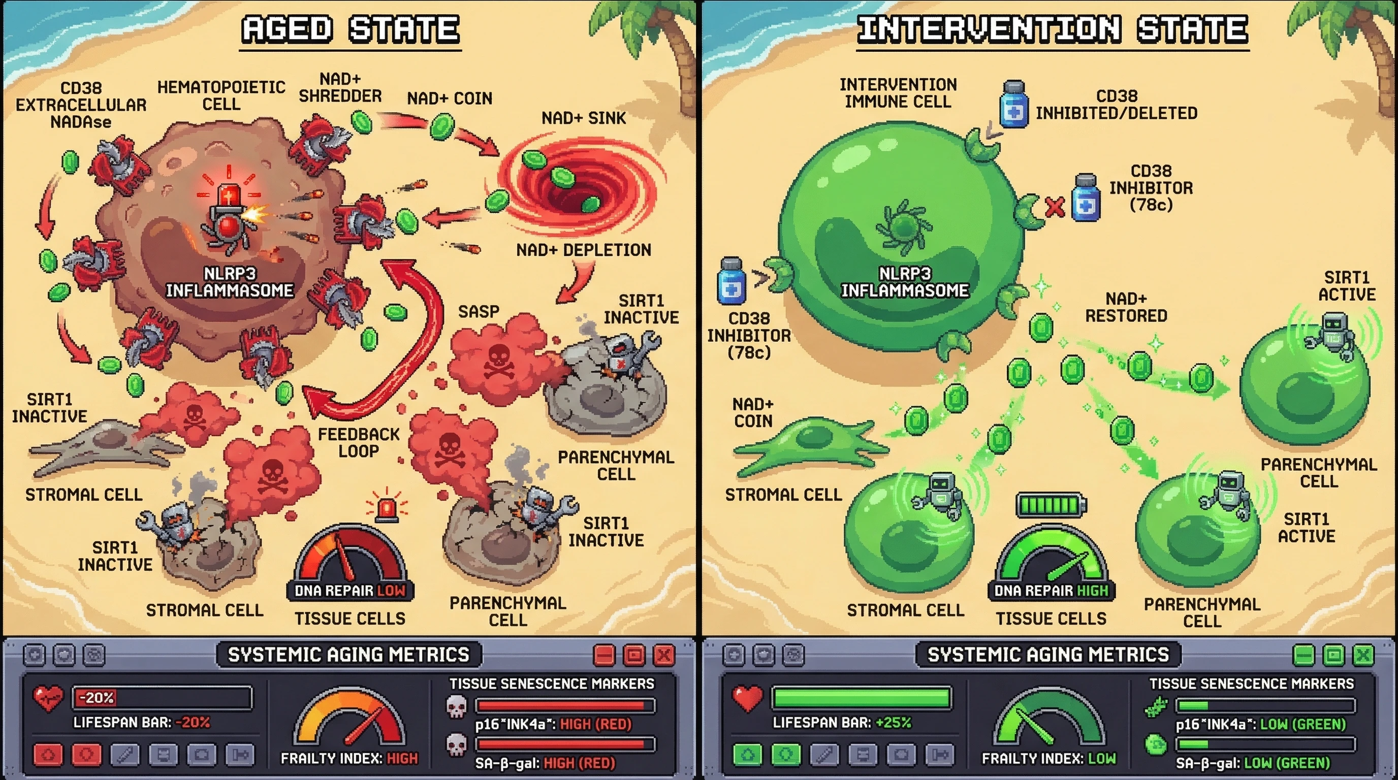 Infographic for: Immune Cell CD38-Driven NAD+ Depletion as a Central Mechanism of Systemic Aging