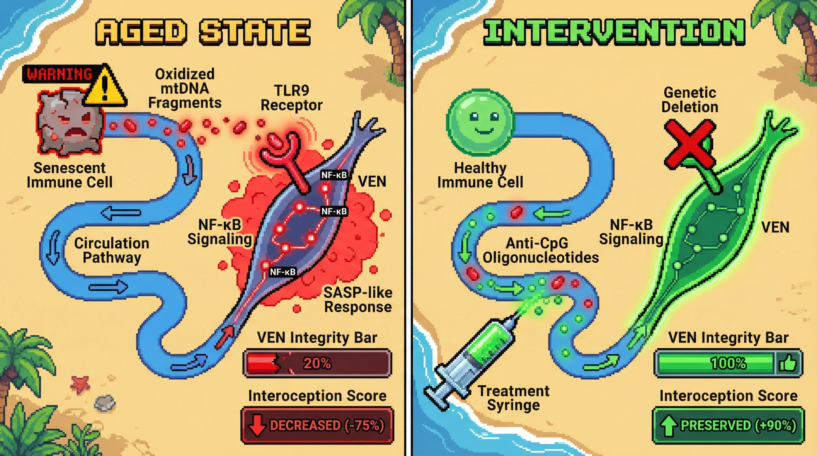 Infographic for: Peripheral immune senescence drives von Economo neuron loss via mtDNA‑TLR9 signaling, linking inflammaging to interoceptive decay