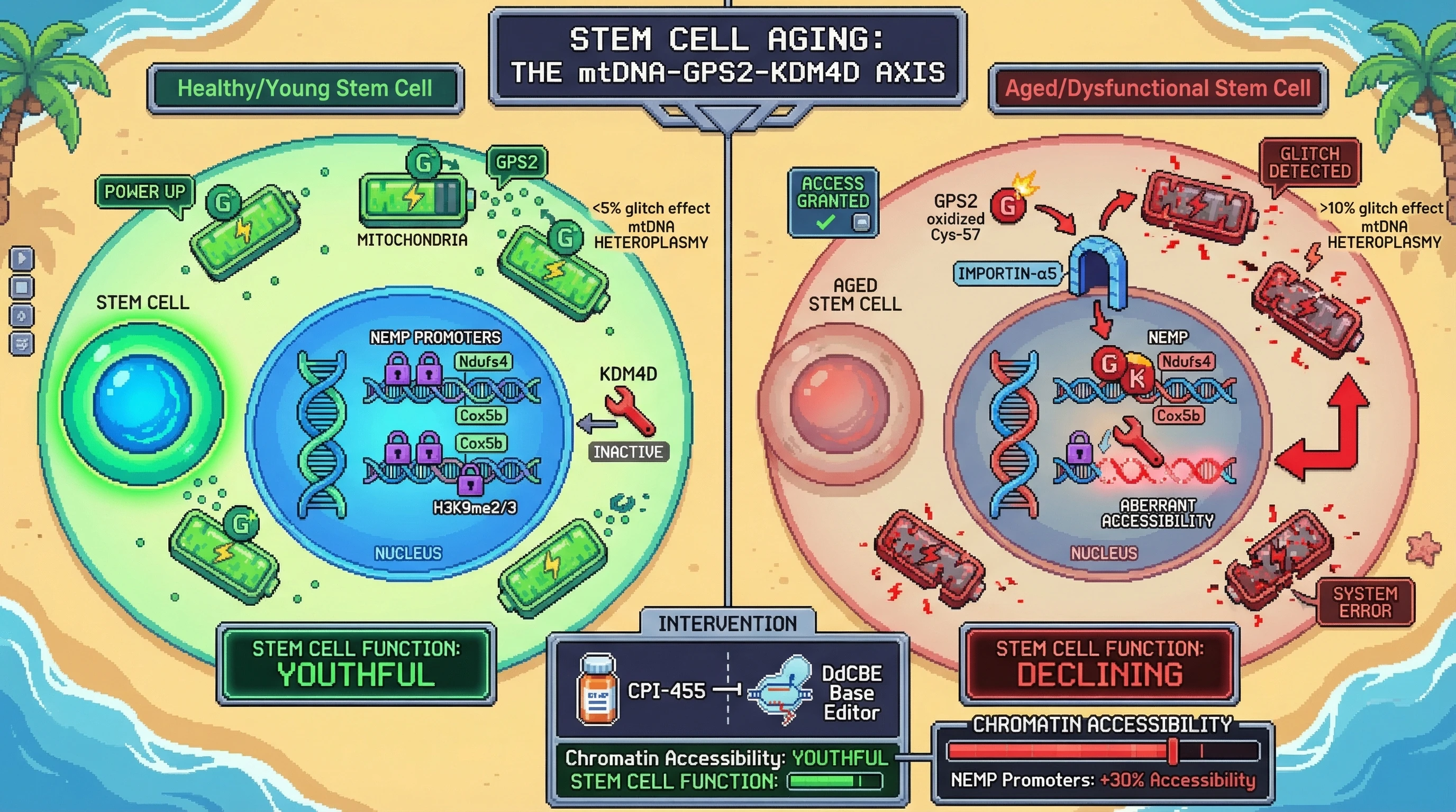Infographic for: Mitochondrial DNA Heteroplasmy Directly Reprograms Nuclear Chromatin via GPS2-Mediated Histone Demethylase Recruitment in Aged Stem Cells