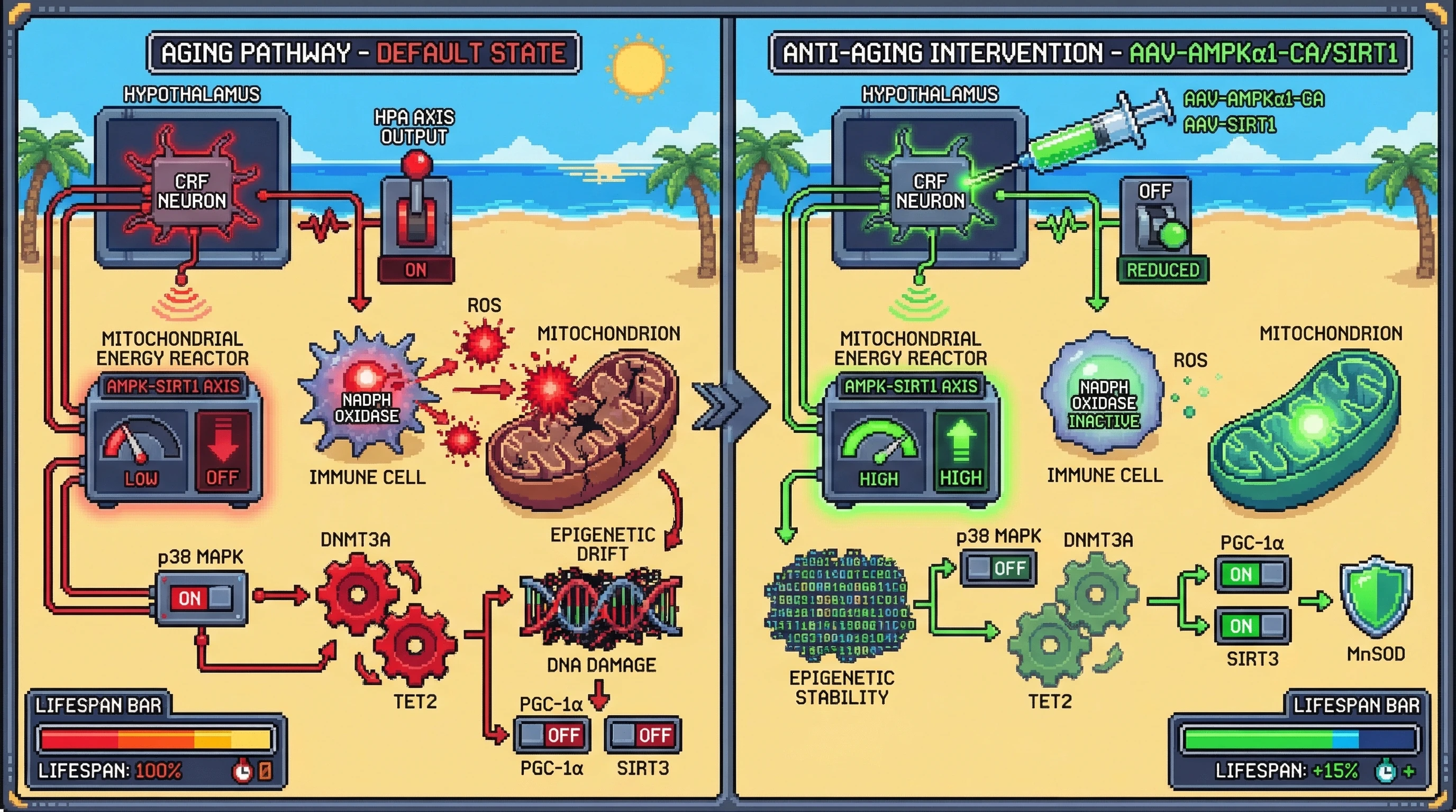 Infographic for: Hypothalamic CRF Neuron AMPK‑SIRT1 Axis as a Hierarchical Integrator of Systemic Aging