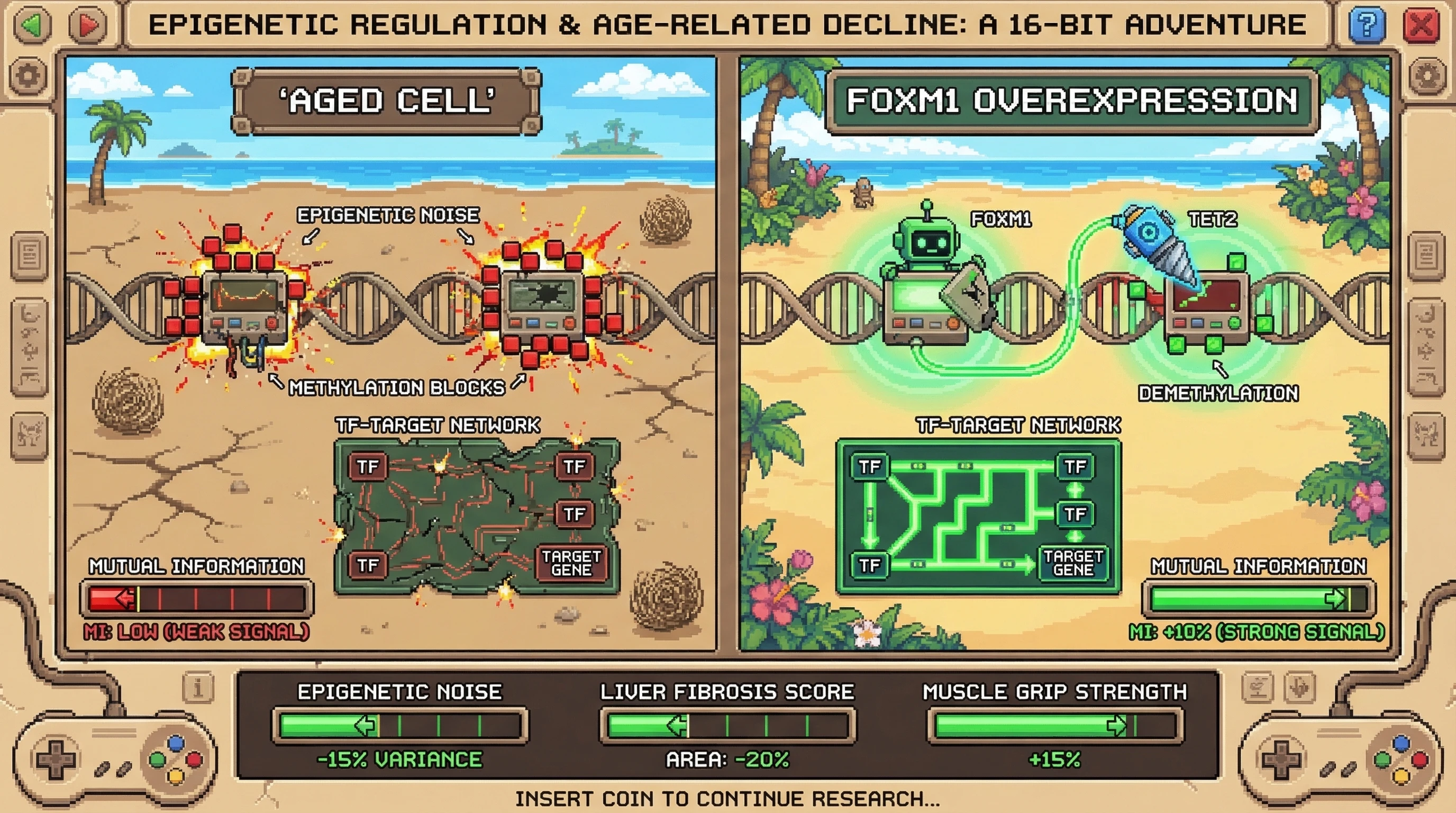 Infographic for: FOXM1‑driven TET recruitment reduces epigenetic noise and restores mutual information in aged gene regulatory networks