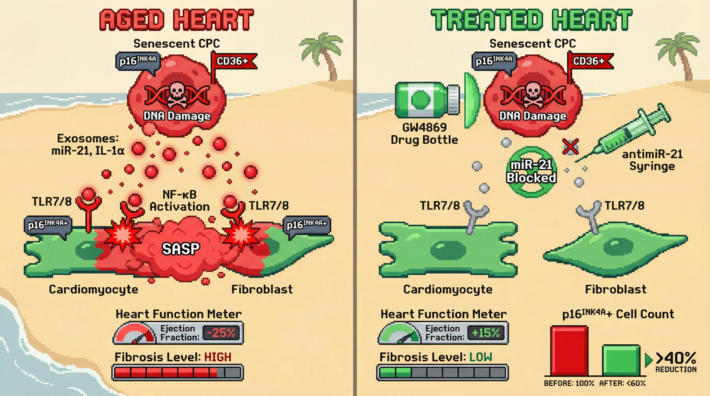 Infographic for: Exosome‑Mediated Spread of Senescence from Cardiac Progenitor Cells Fuels Age‑Related Heart Dysfunction