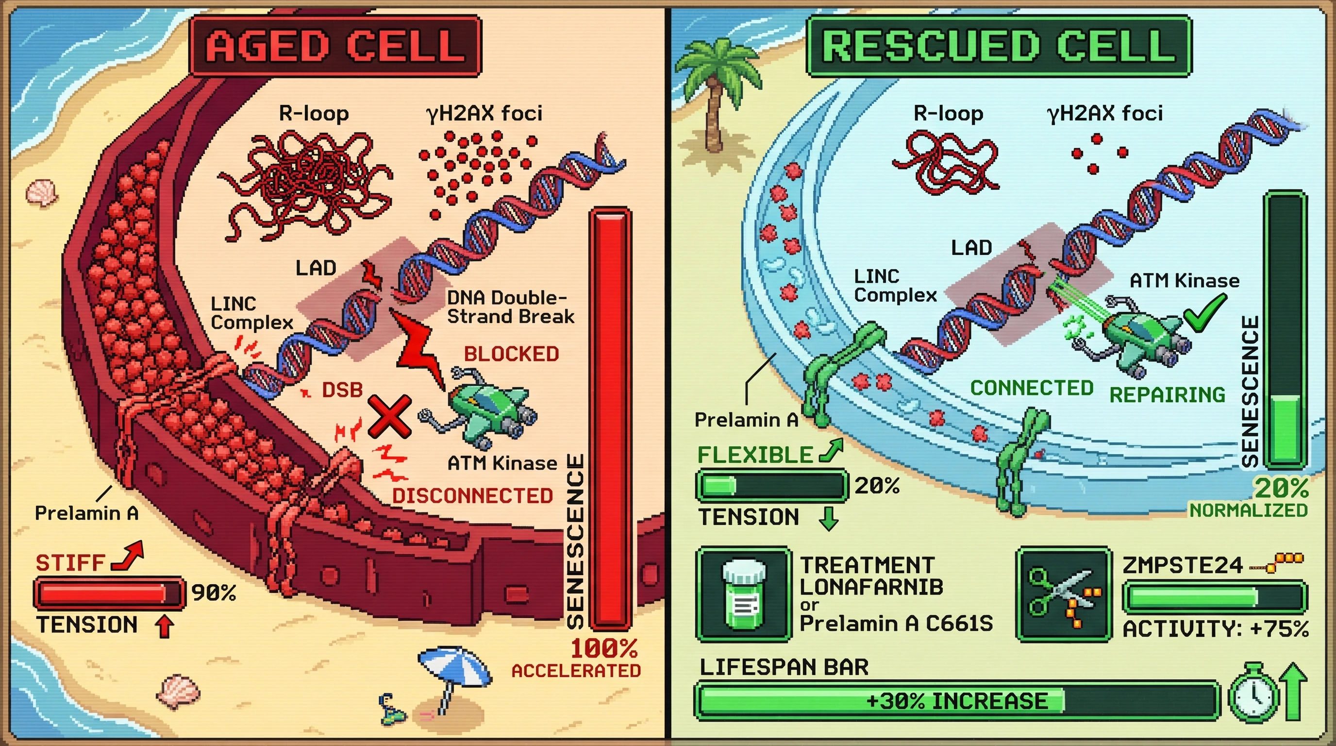 Infographic for: Prelamin A–Induced Nuclear Membrane Stiffening Disrupts LINC‑Mediated ATM Recruitment, Coupling Lamina Tension to DNA Repair Failure