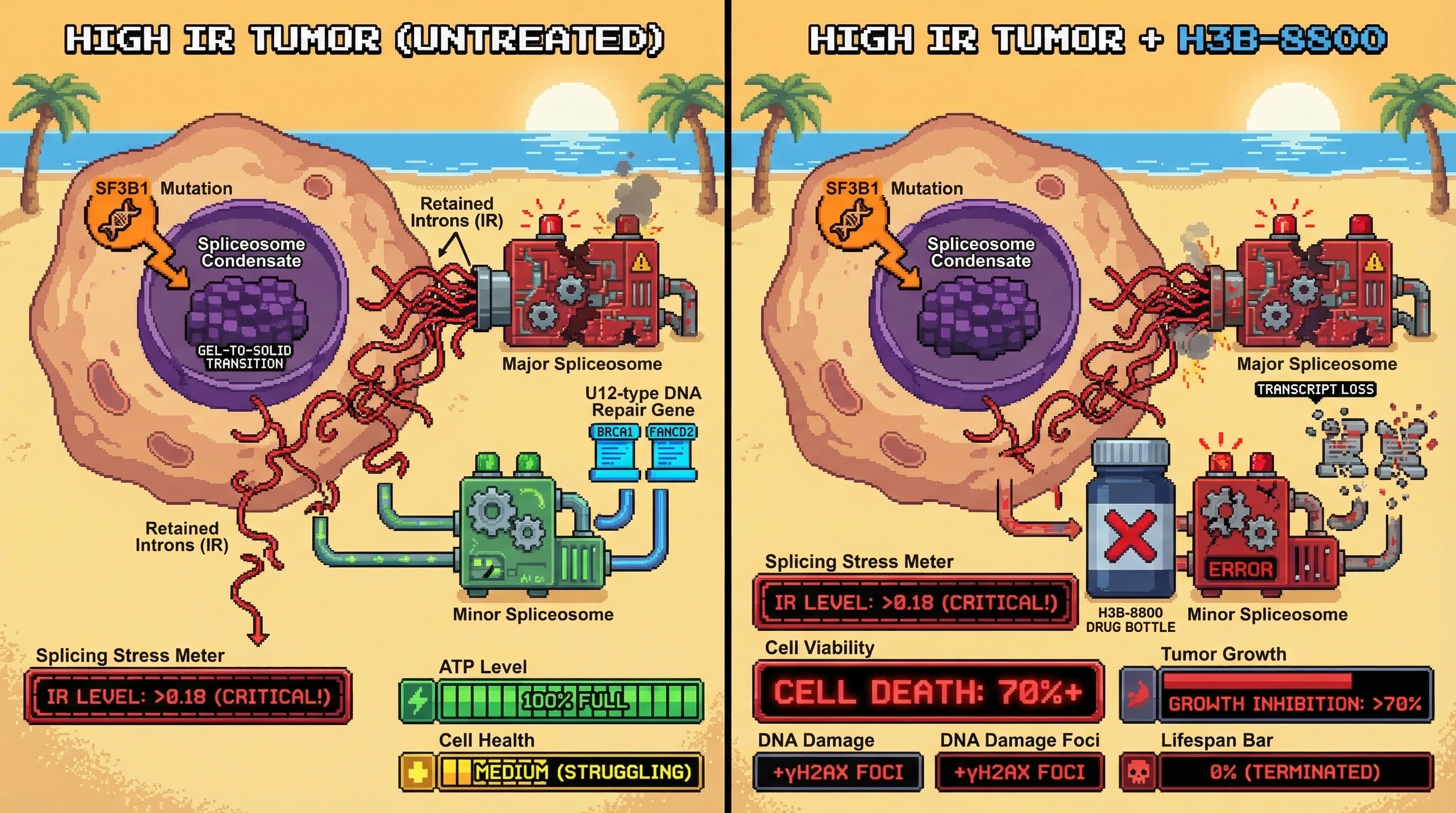 Infographic for: Intron Retention Entropy Threshold Predicts Synthetic Lethality to Minor Spliceosome Inhibition in SF3B1-Mutant Tumors