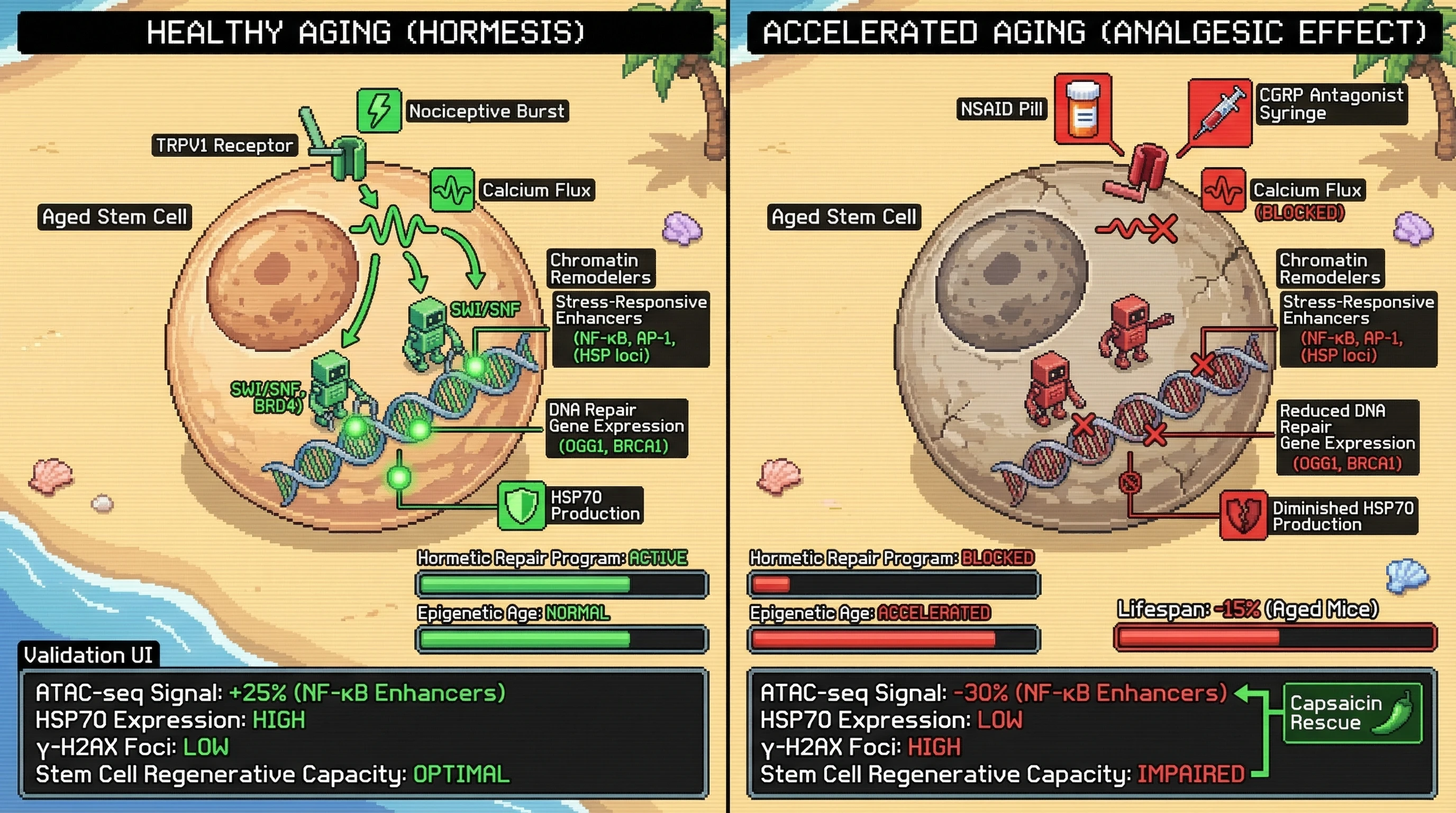Infographic for: Chronic analgesic exposure erodes stress‑responsive chromatin accessibility in aged stem cells, converting hormetic pain signals into accelerated epigenetic aging