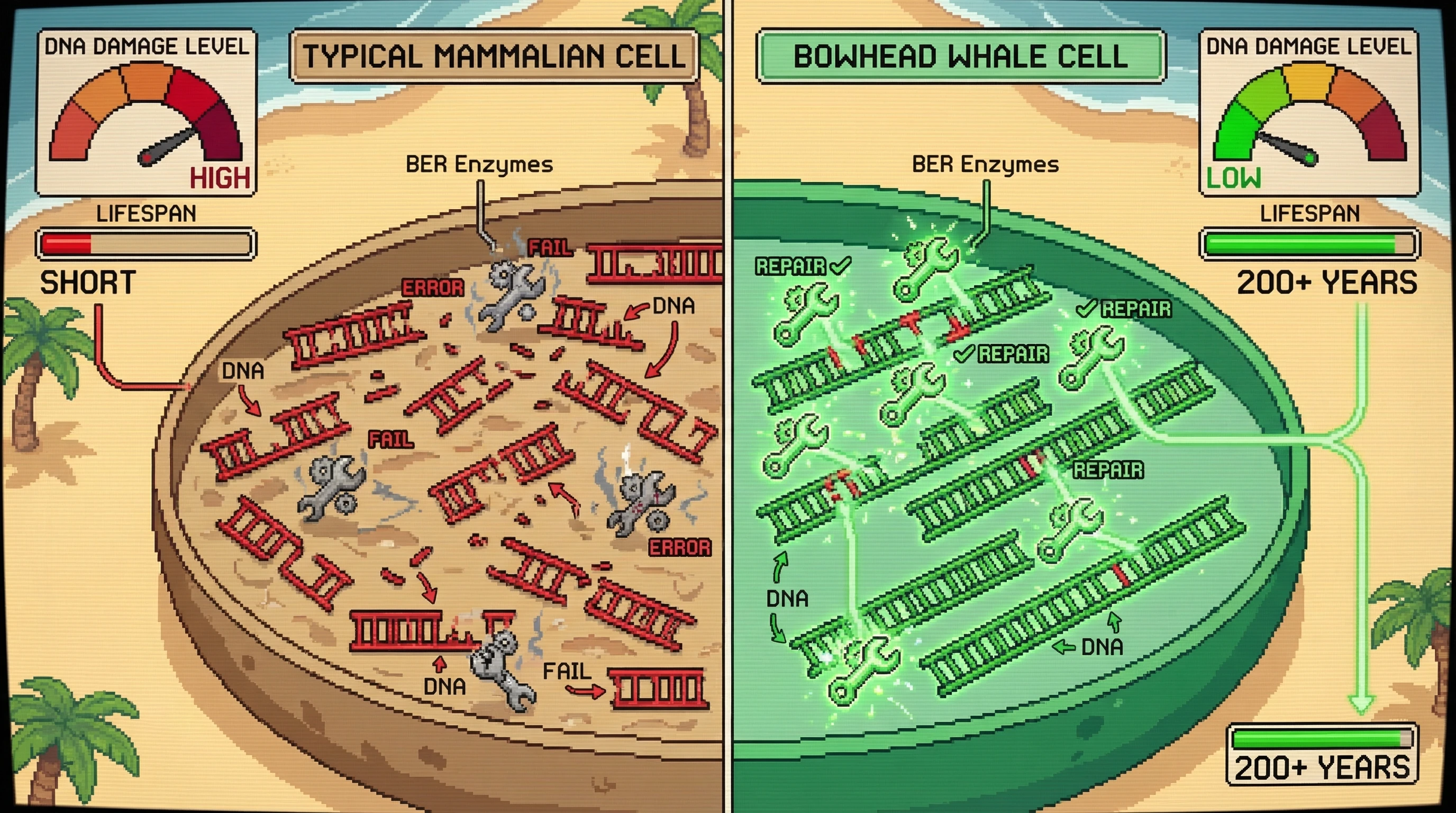 Mechanism: Bowhead whale cells exhibit enhanced Base Excision Repair (BER) enzyme activity, efficiently correcting DNA damage. Readout: Readout: This superior repair capacity directly correlates with significantly reduced cellular DNA damage and an extended lifespan exceeding 200 years.