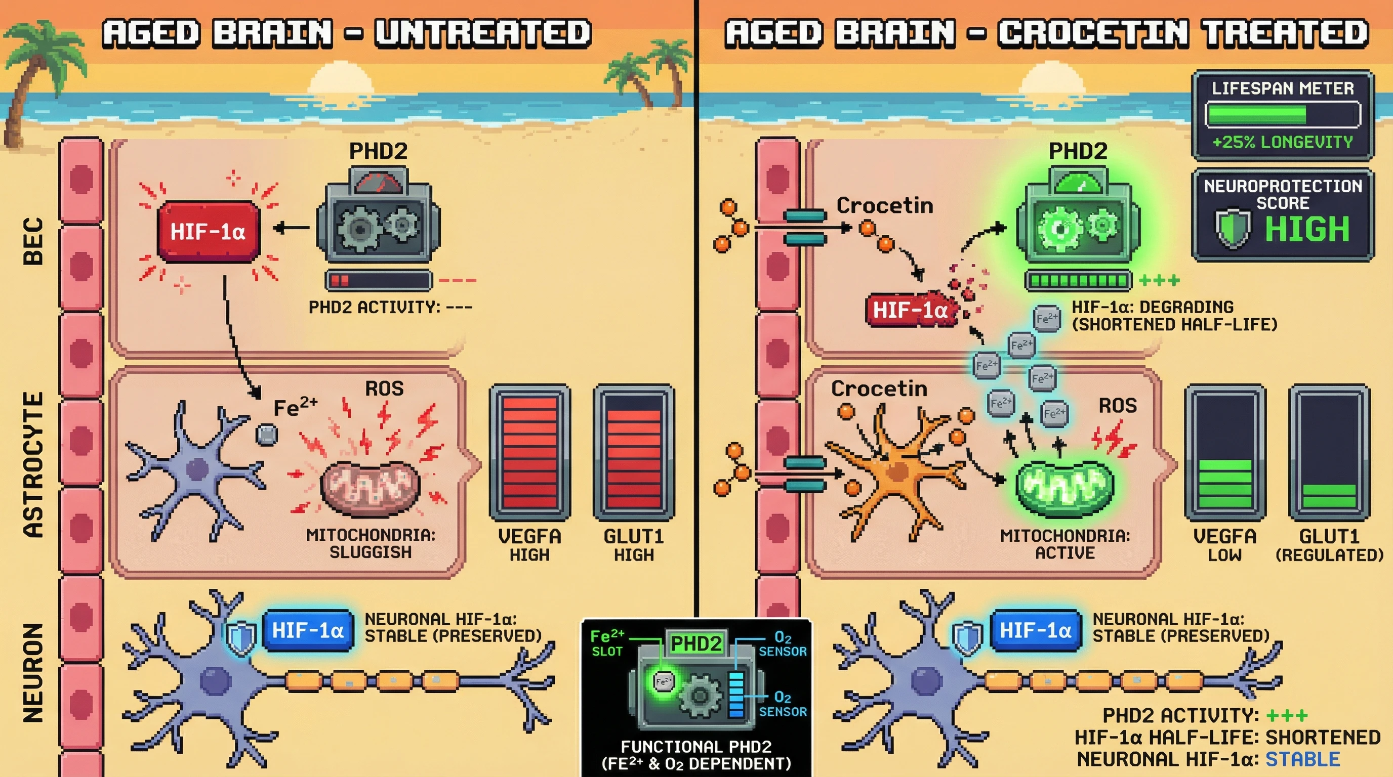 Infographic for: Crocetin drives cell-type-specific HIF-1α turnover by boosting PHD2 activity through mitochondrial iron‑ROS coupling