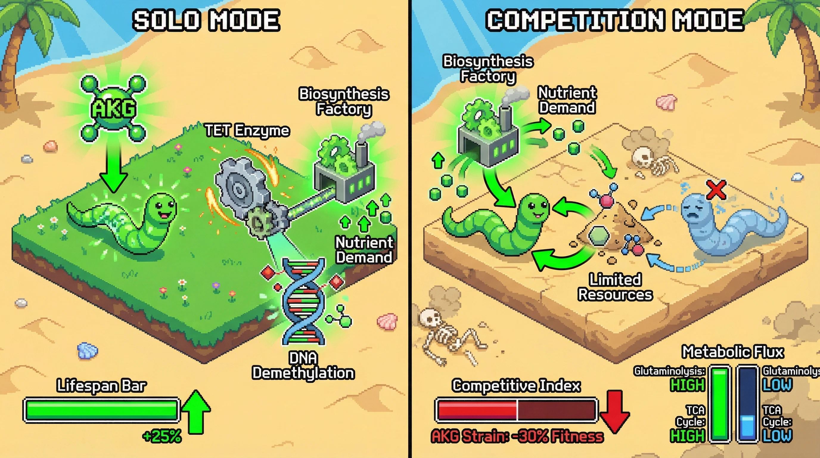 Infographic for: AKG-Mediated Epigenetic Rejuvenation Triggers Competitive Disadvantage in Resource-Limited Populations: A Test of Programmed Aging Theory