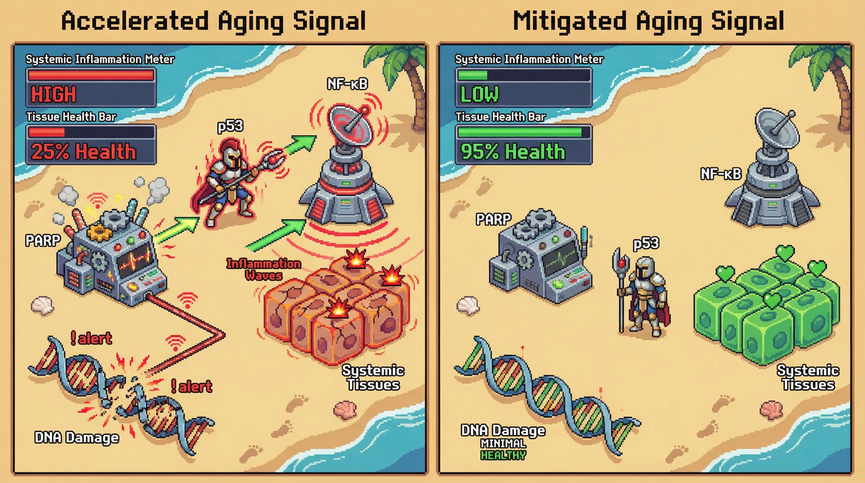 This infographic illustrates the hypothesis that localized DNA damage triggers systemic aging by activating PARP, p53, and NF-κB, leading to widespread inflammation and tissue decline, contrasting this with a state where this signaling is mitigated.