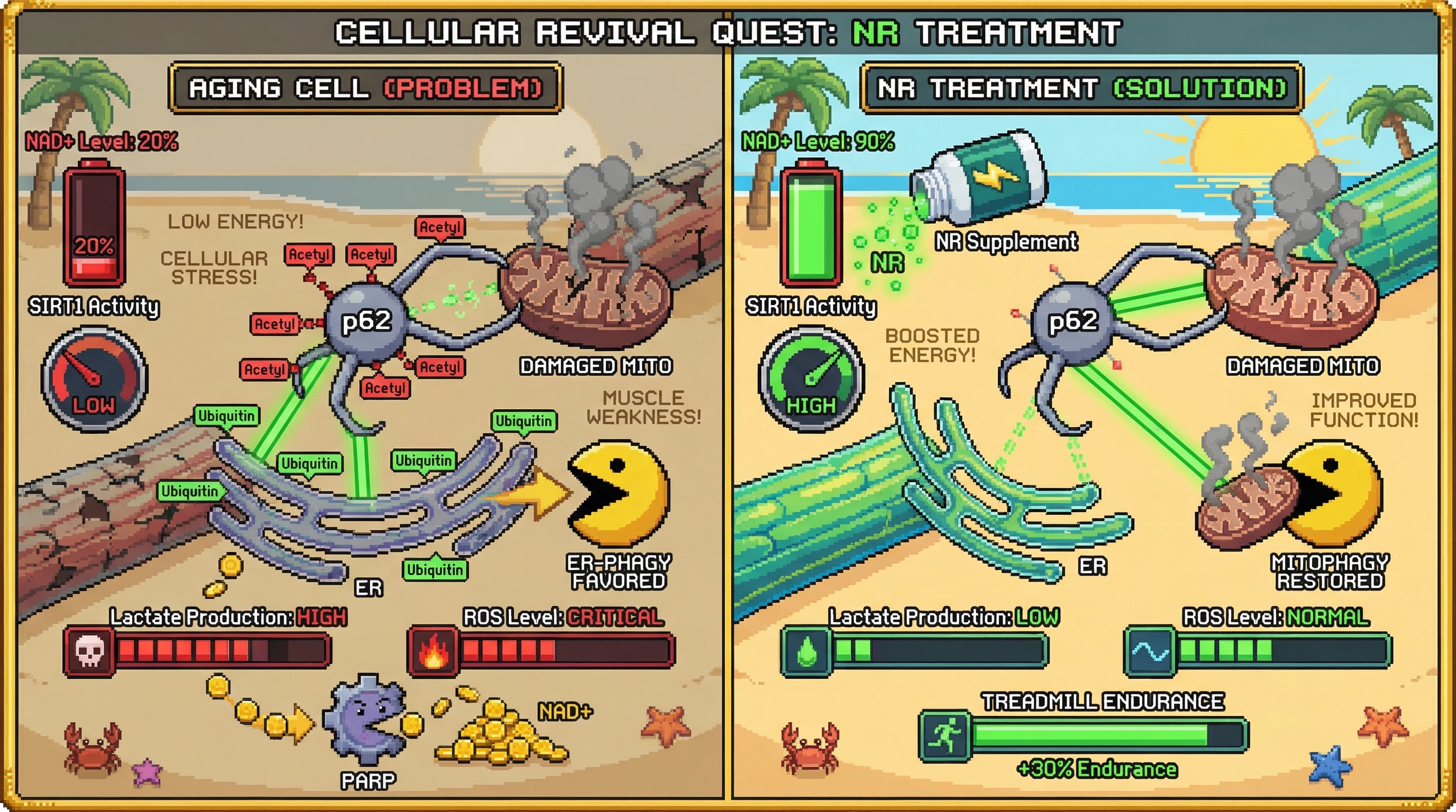 Infographic for: NAD+-SIRT1-mediated p62 deacetylation sets the autophagic triage hierarchy by tuning ubiquitin receptor affinity