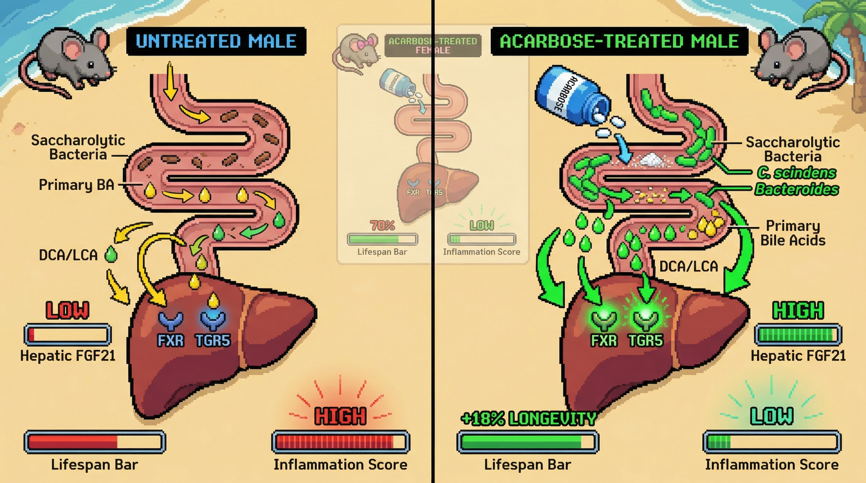 Infographic for: Sex‑Specific Bile Acid Remodeling by Acarbose‑Induced Microbiota Drives Hepatic FGF21‑Mediated Longevity in Male Mice