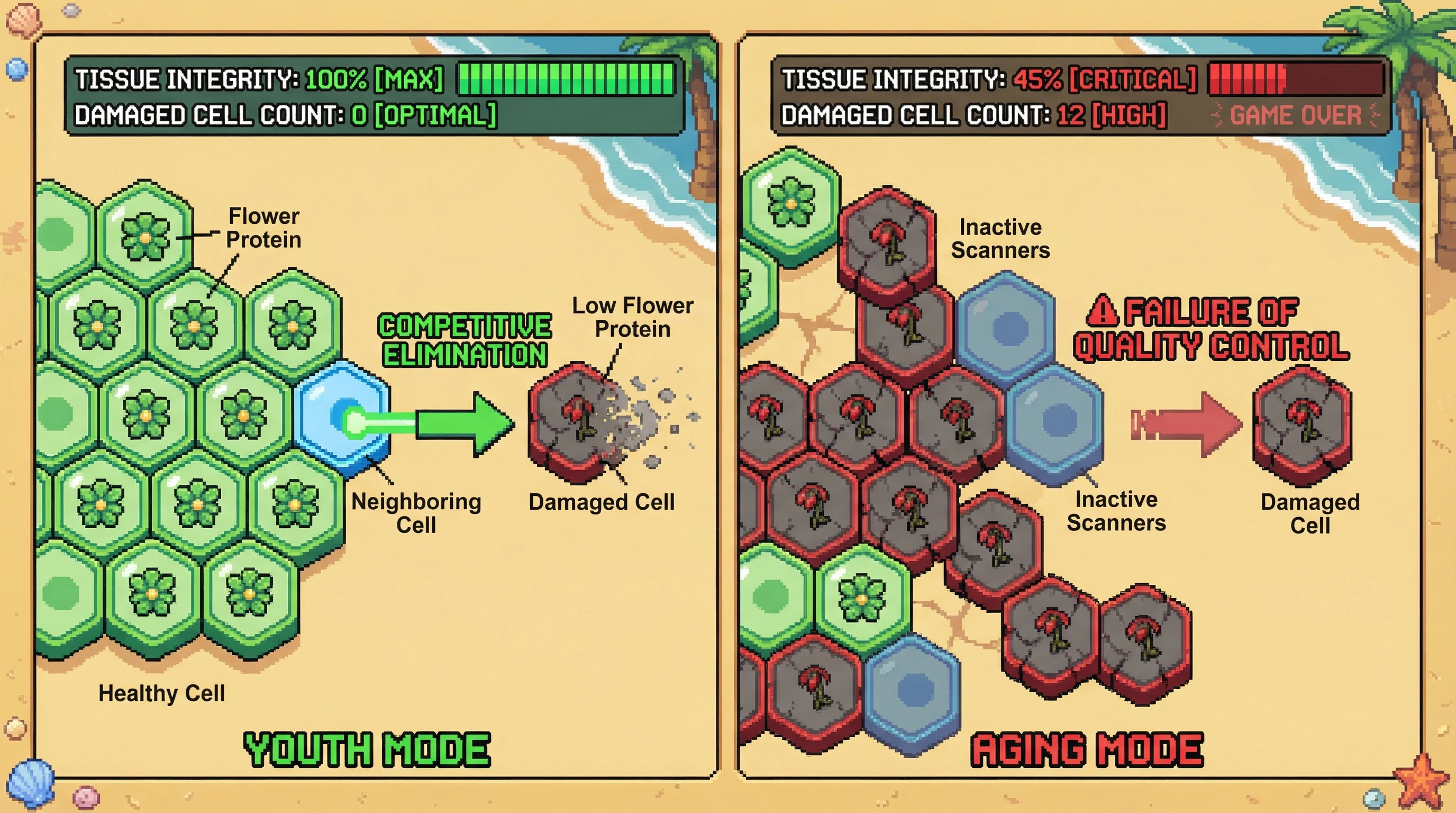 This infographic illustrates the 'fitness fingerprint' mechanism for cellular quality control in tissues. In youth, healthy cells actively eliminate damaged cells (left panel), but this system fails with age, leading to the accumulation of unfit cells and declining tissue health (right panel).