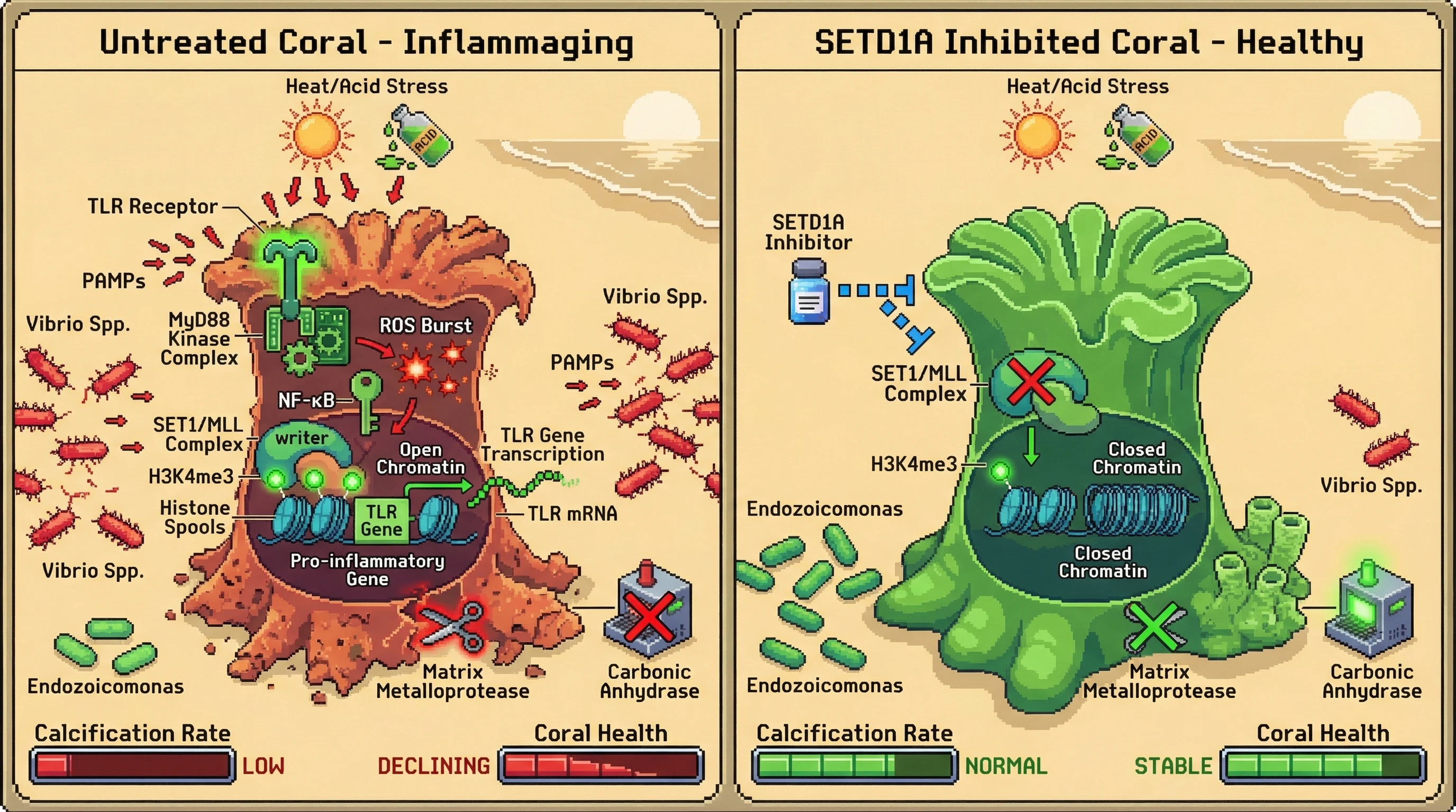 Infographic for: Trained Immunity as the Epigenetic Engine of Coral Inflammaging and Holobiont Decline
