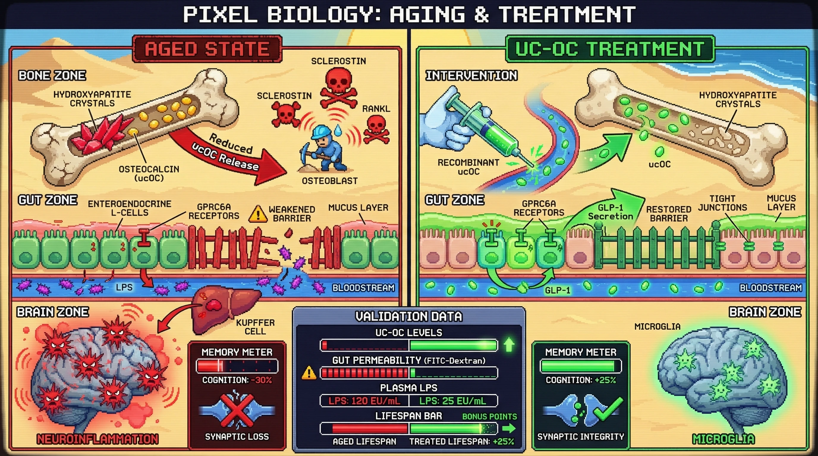 Mechanism: Age-related osteocalcin loss from bone leads to gut barrier dysfunction, allowing LPS to trigger neuroinflammation and cognitive decline. Readout: Readout: Recombinant ucOC treatment restores gut integrity, reduces plasma LPS, and improves cognitive function by 25%.